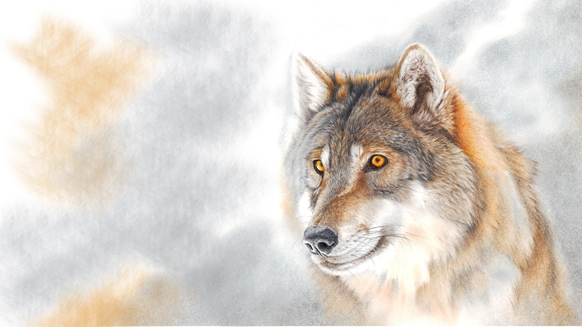 1920x1080 wolves HD wallpaper, background