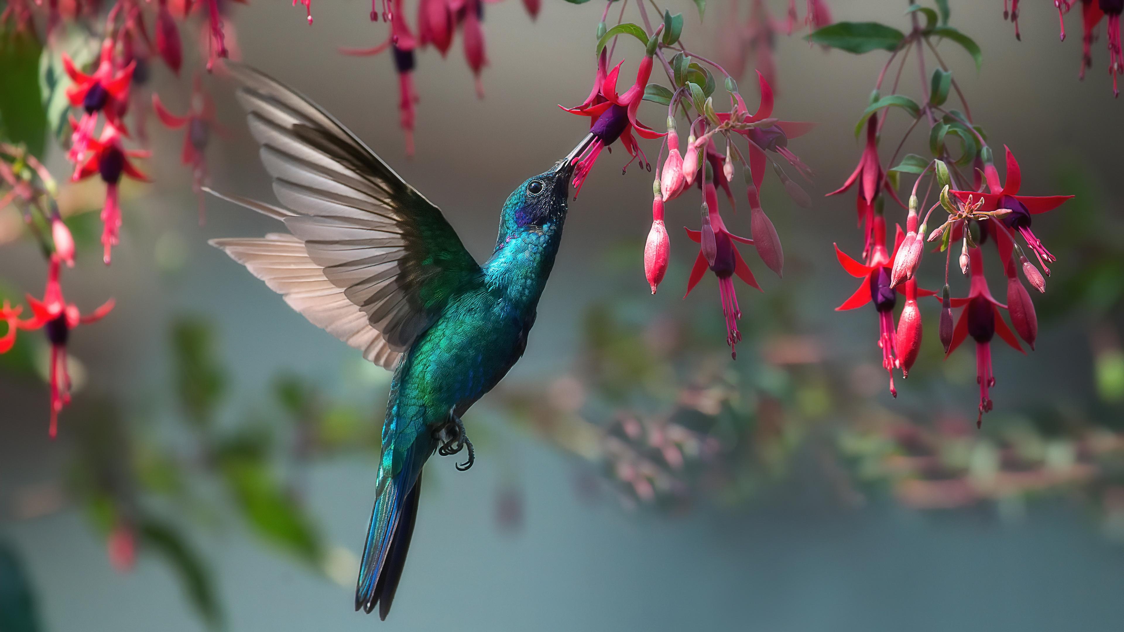 3840x2160 Hummingbird 4k Ultra HD Wallpaper