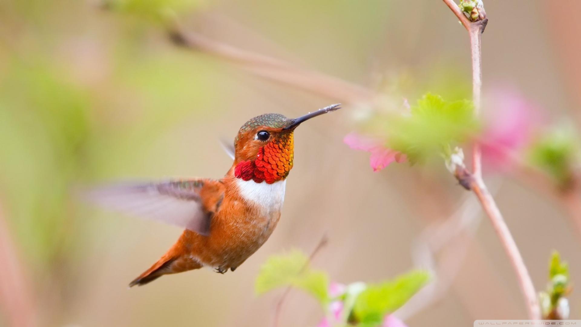 4K Hummingbird Wallpapers - Top Free 4K Hummingbird Backgrounds