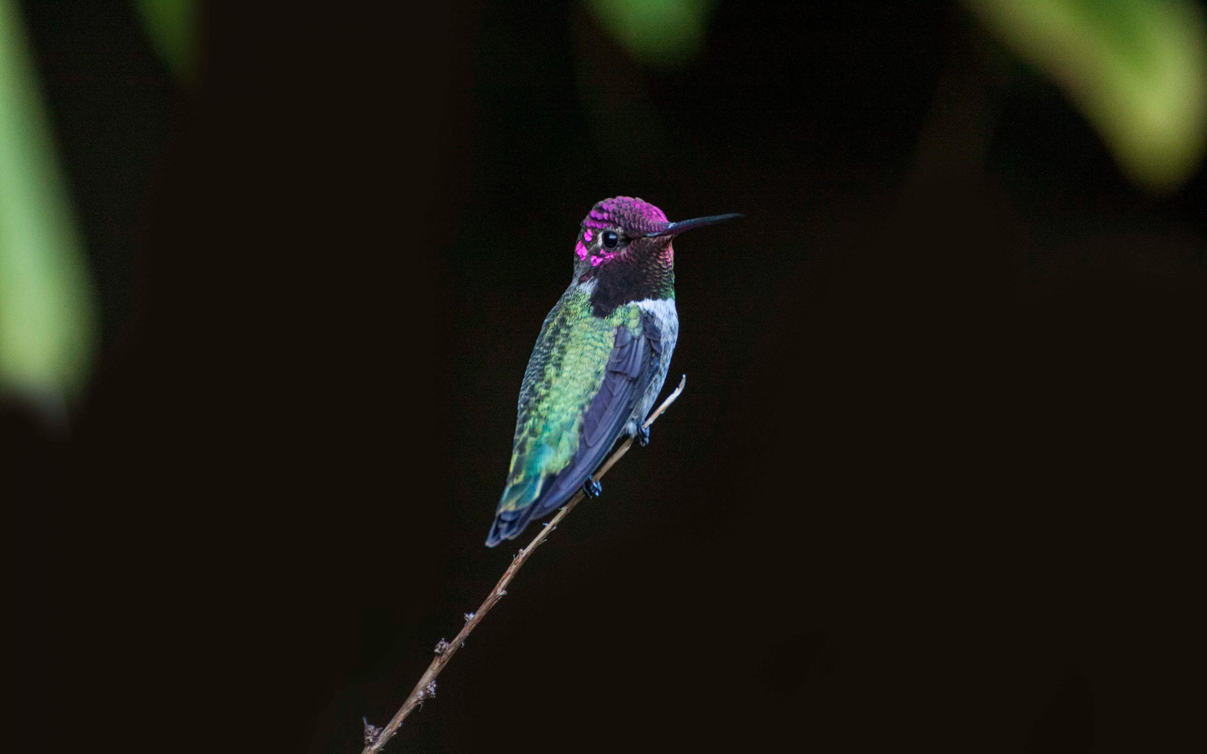3840x2400 Download 3840x2400 wallpaper hummingbird, colorful, bird, close up, 4k, ultra HD 16: widescreen, 3840x2400 HD image, background, 1259