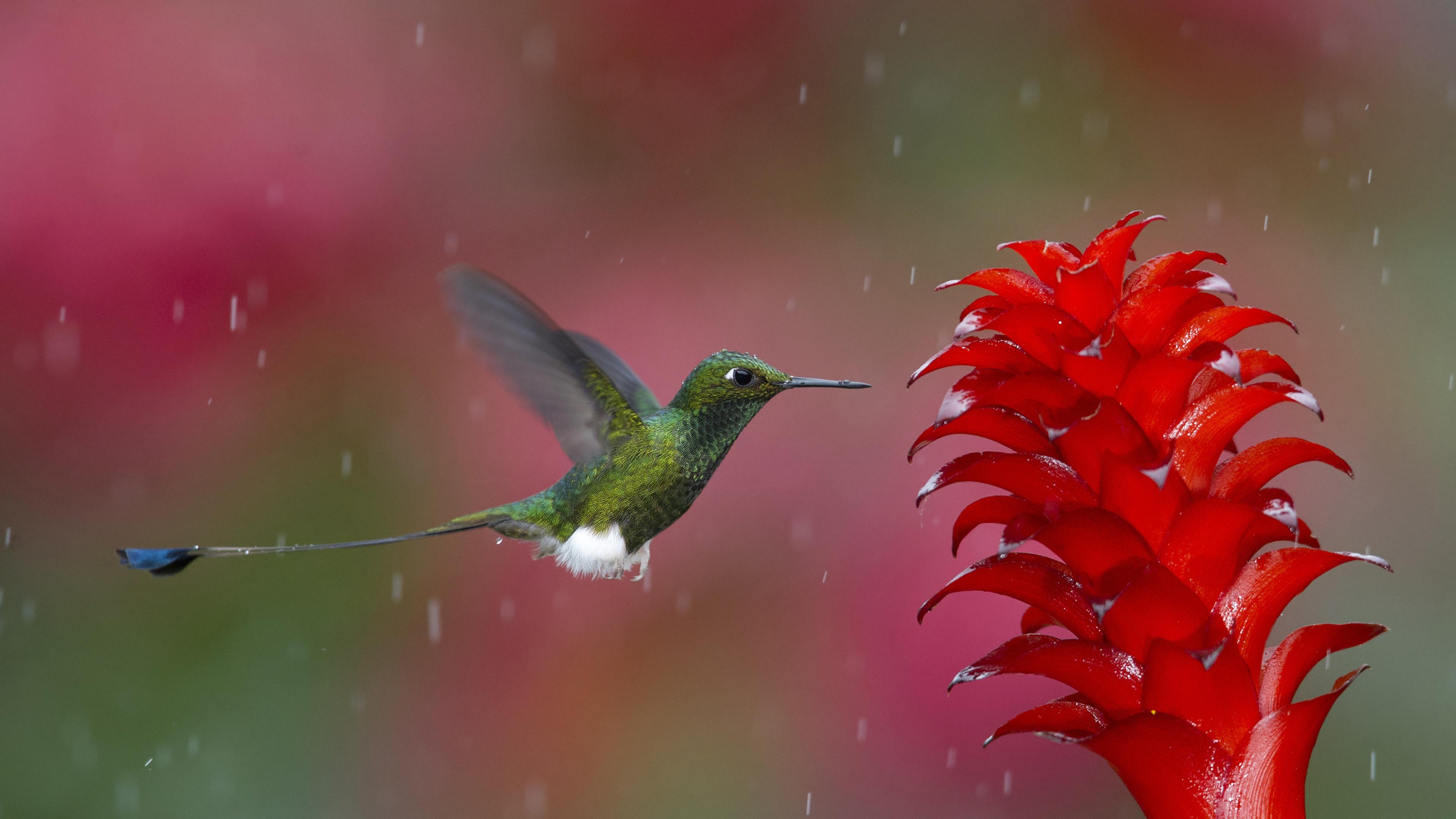 3840x2160 Hummingbird Wallpaper 4k Ultra HD