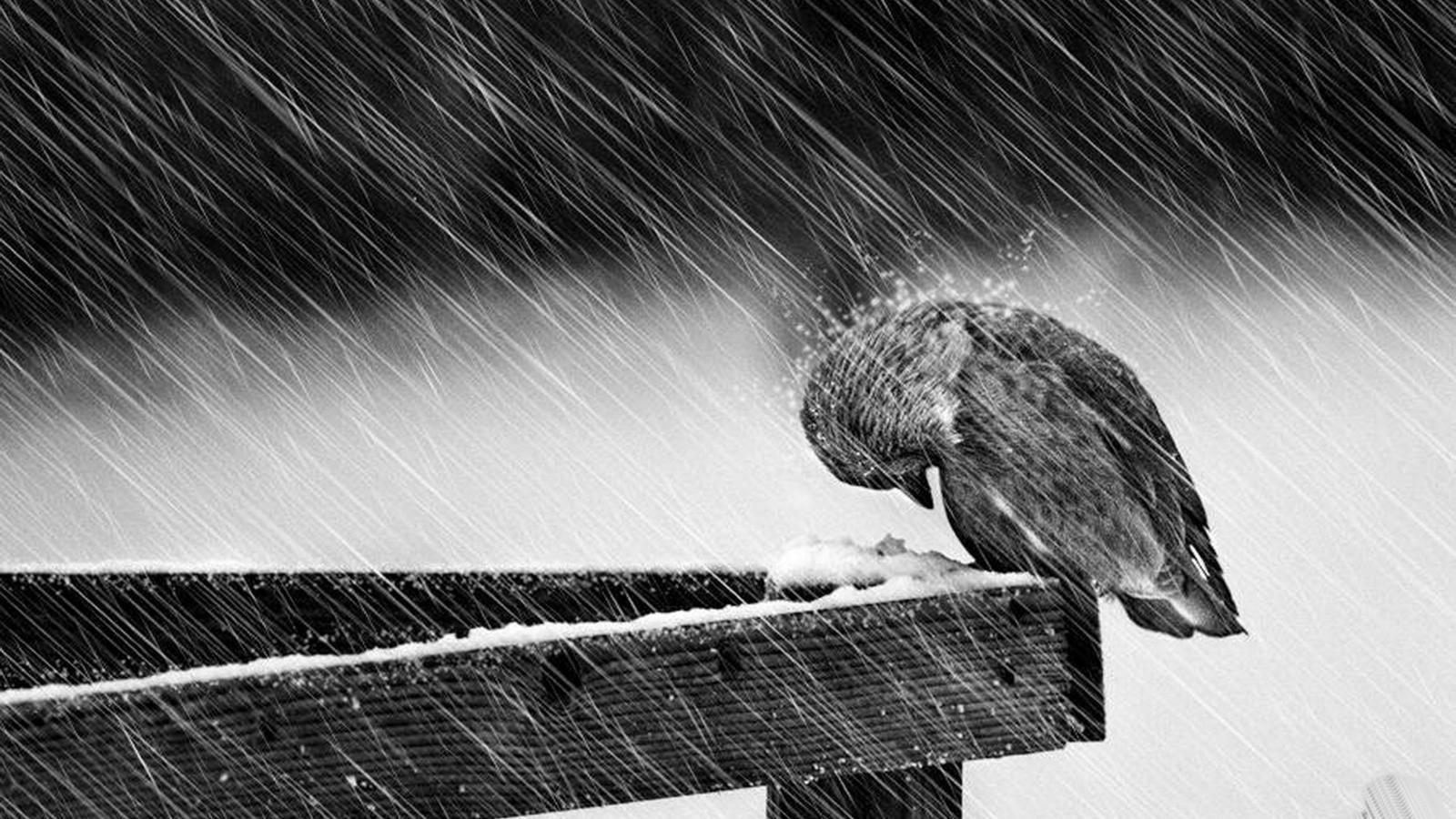 1600x900 Download Wallpaper, Download 1920x1080 black and white rain birds 1600x900 wallpaper Animals HD Wallpaper, Hi Res Animals Wallpaper, High Definition Wallpaper