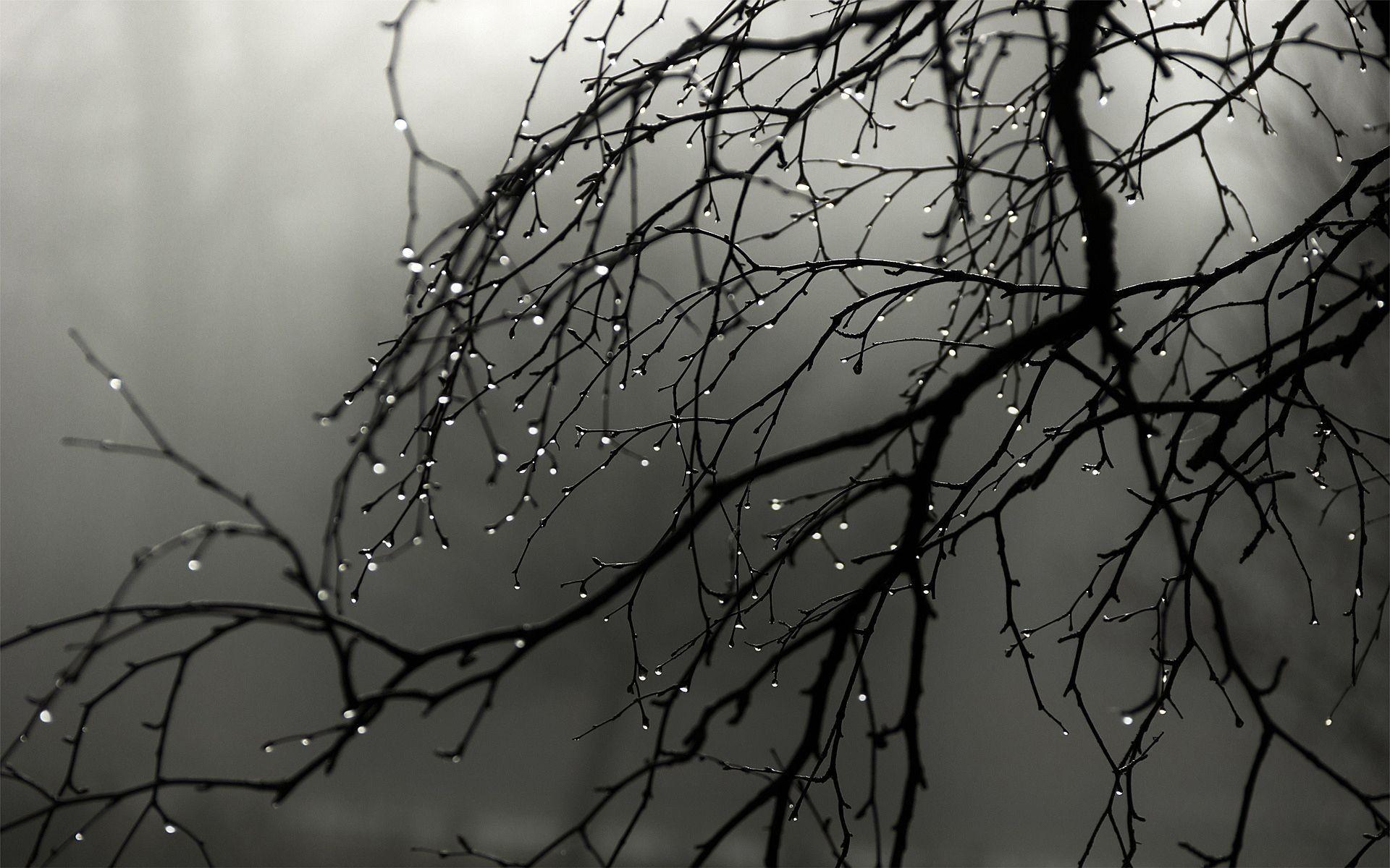 1920x1200 Nature Aesthetic Rain Wallpaper