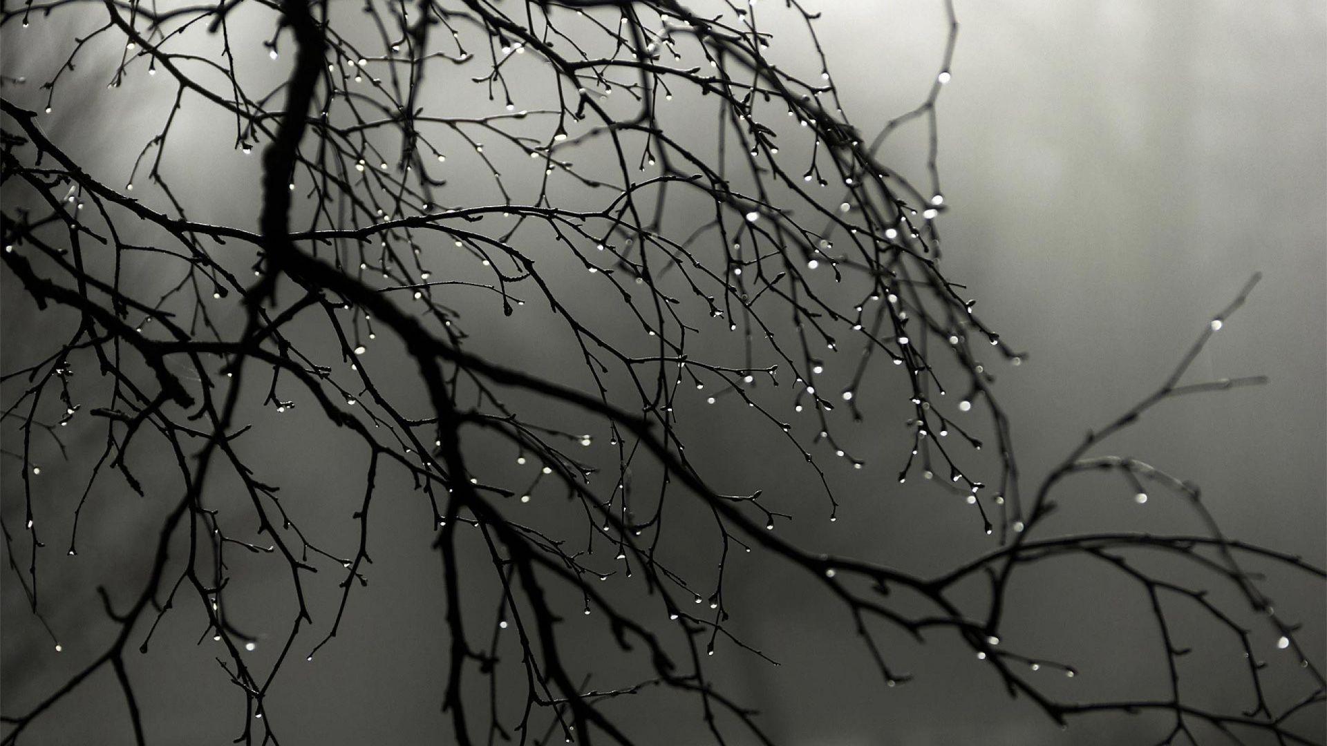 1920x1080 Autumn Black And White Wallpaper