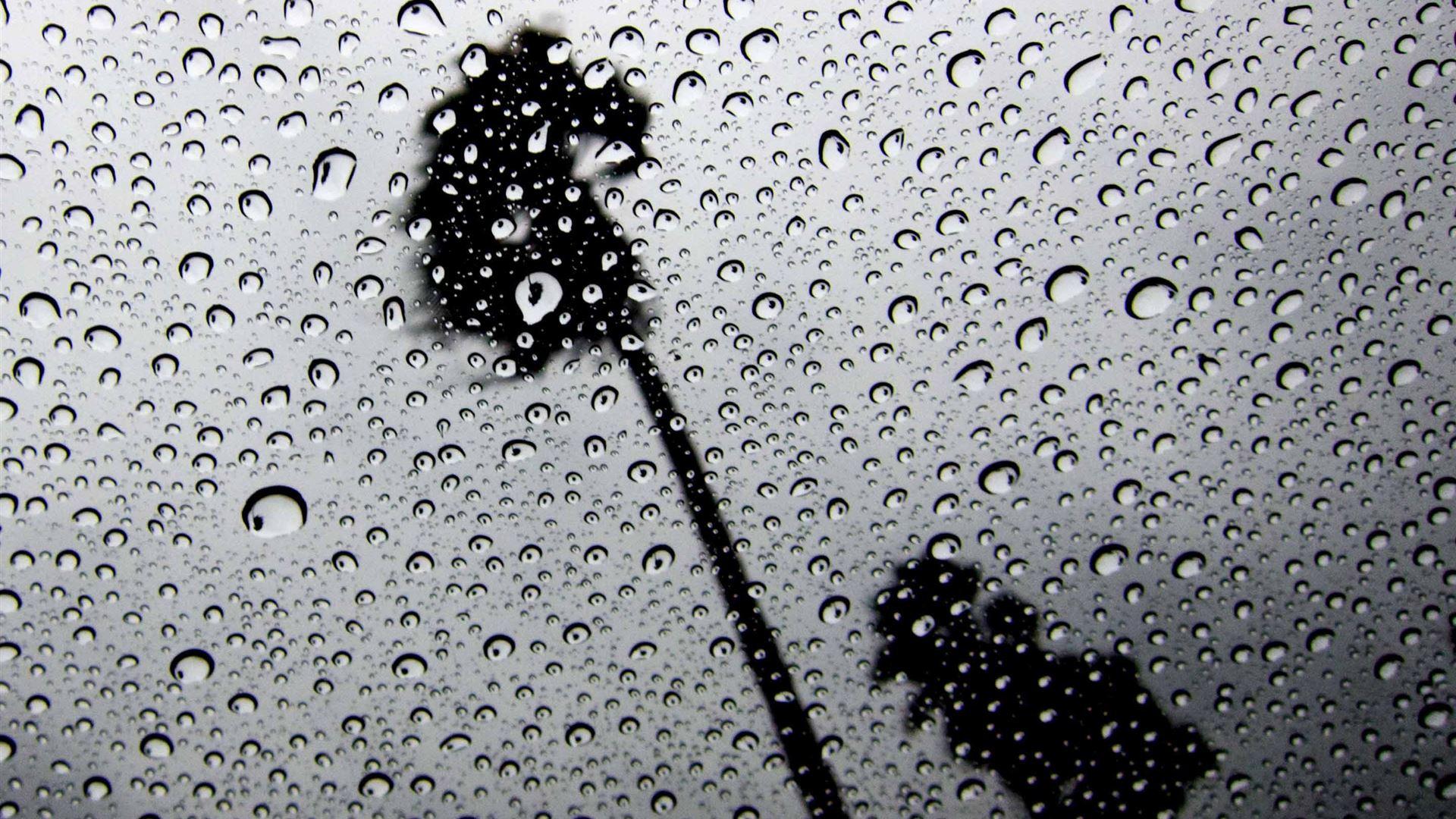 1920x1080 Palm Trees In The Rain MacBook Air Wallpaper Download