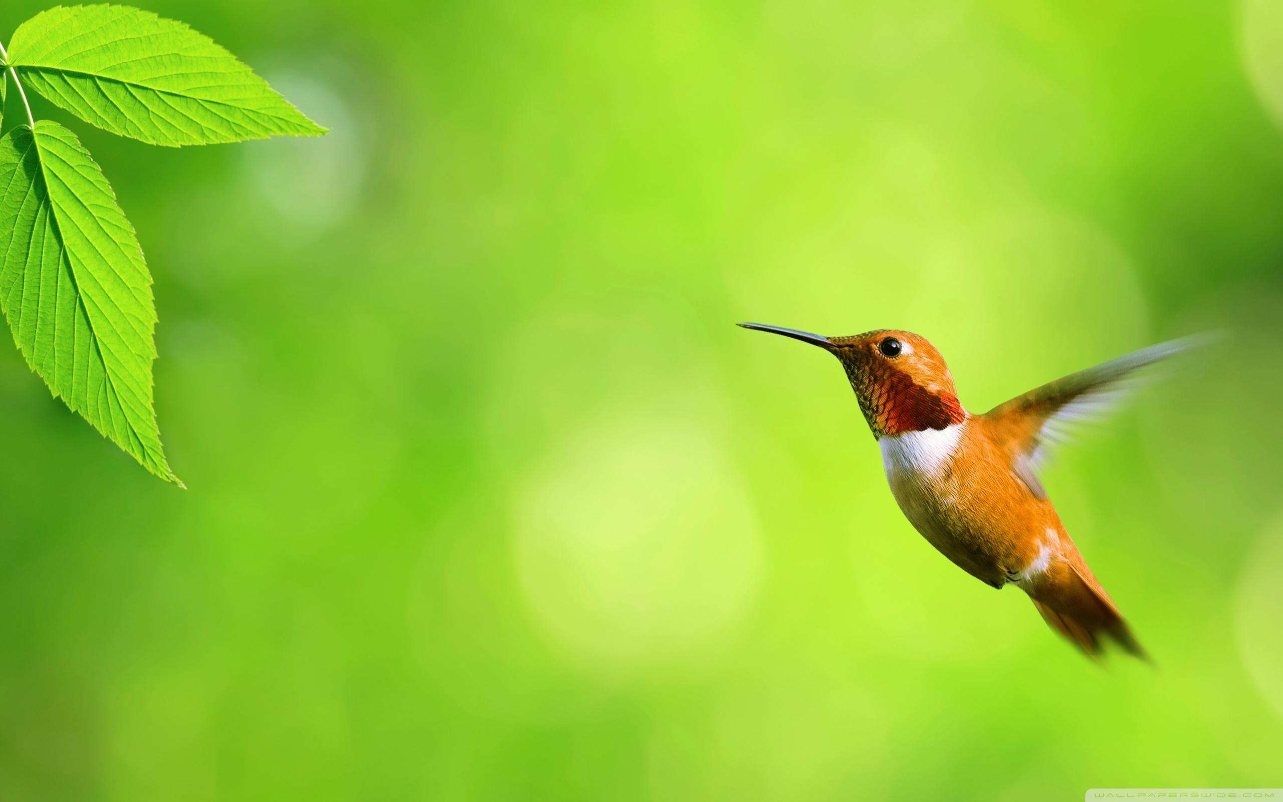 2560x1600 Hummingbird Ultra HD Desktop Background Wallpaper for 4K UHD TV : Widescreen & UltraWide Desktop & Laptop : Multi Display, Dual Monitor : Tablet