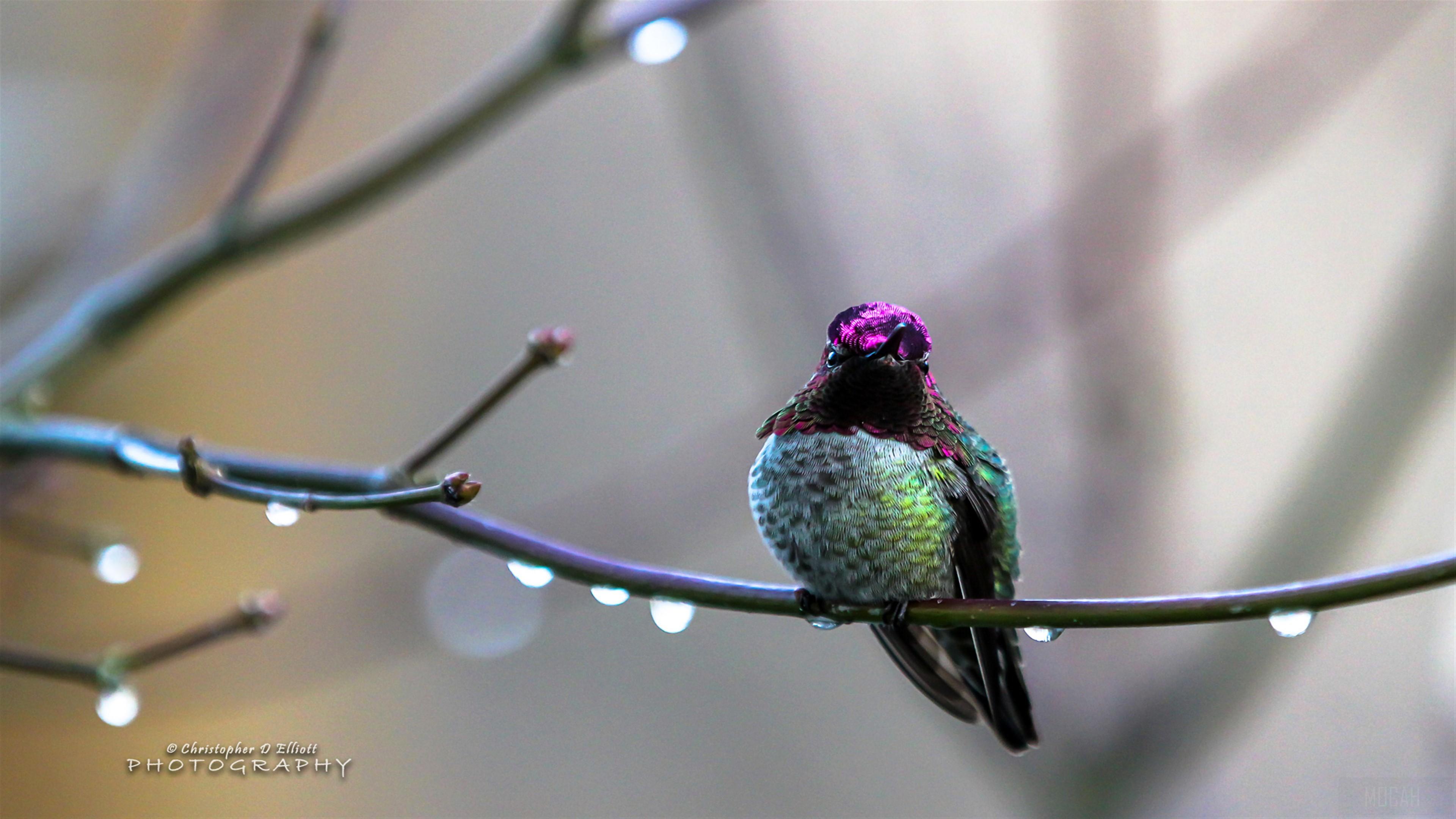 4K Hummingbird Wallpapers - Top Free 4K Hummingbird Backgrounds ...