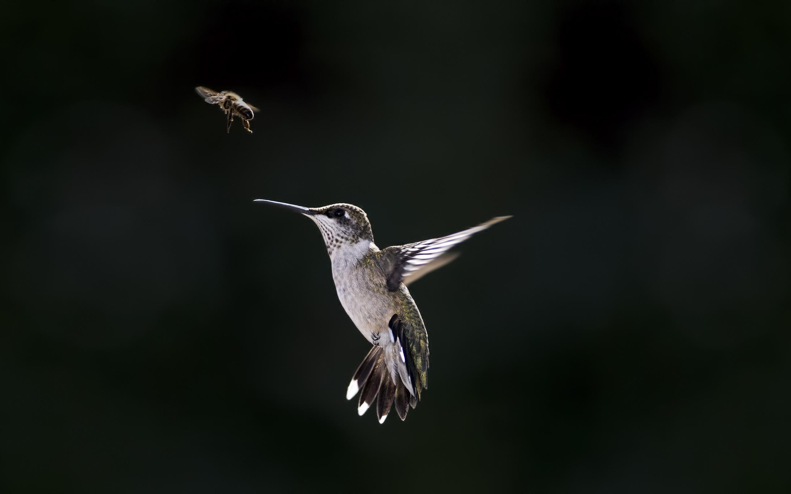 2560x1600 Download Free Hummingbird Wallpaper