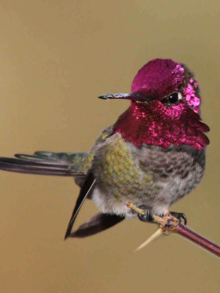 768x1024 iPhone X 4K WallpaperCute pink Hummingbird wide HD 4K wallpaper 1536x2048Download free. Hummingbird, Hummingbird photo, Beautiful birds