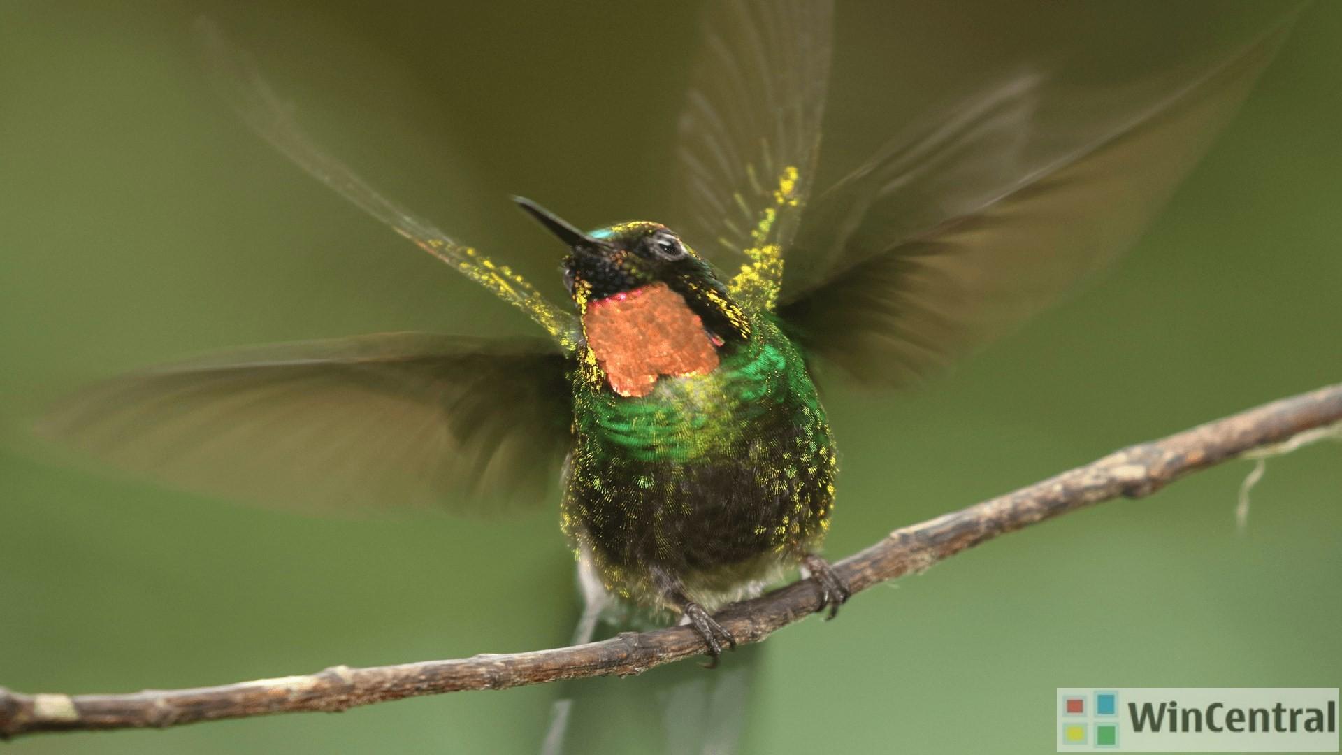 1920x1080 Download Windows 10 4K official theme “National Geographic Hummingbirds PREMIUM” available at Store now