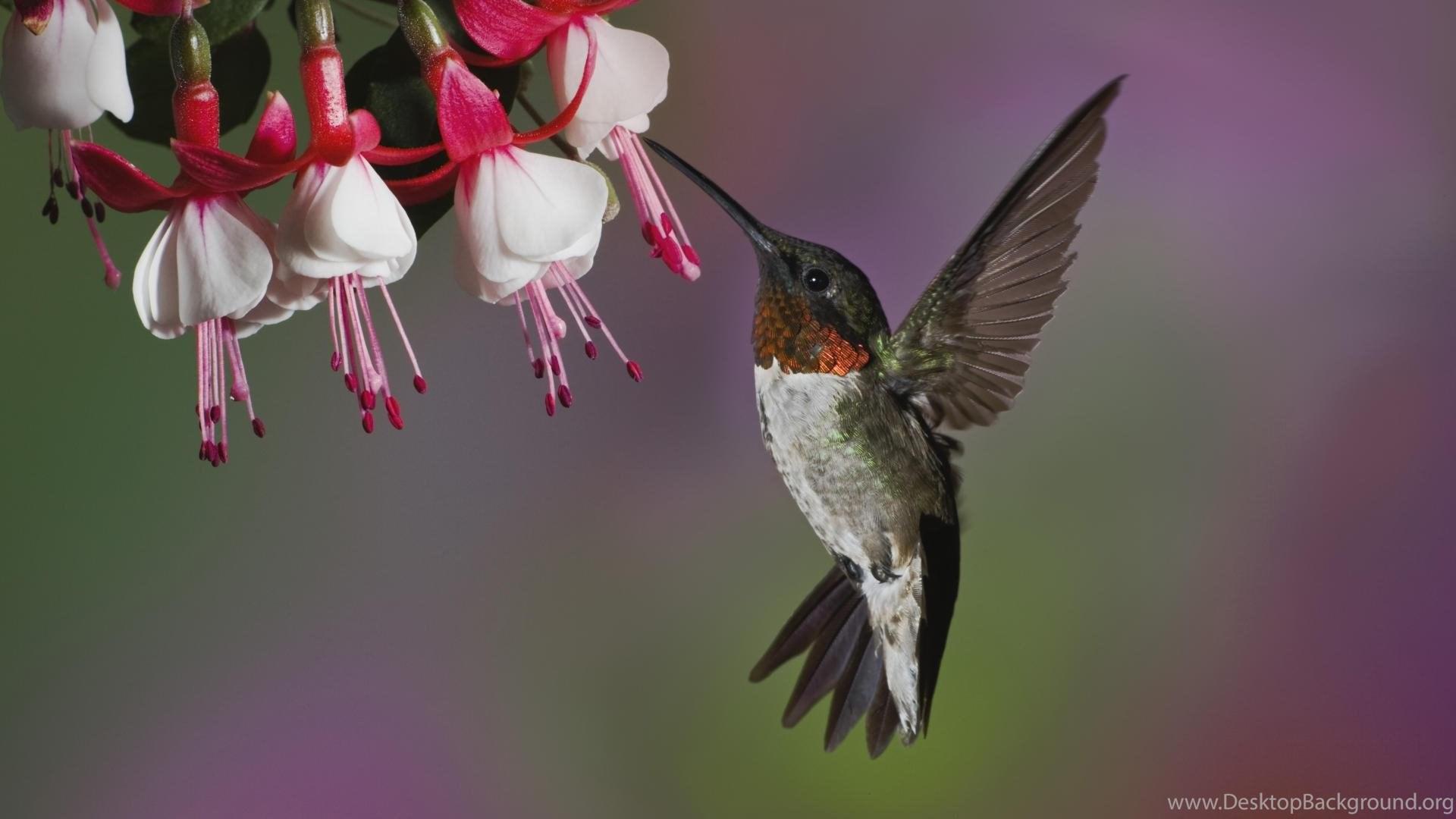 1920x1080 Hummingbird Wallpaper Free Desktop Background