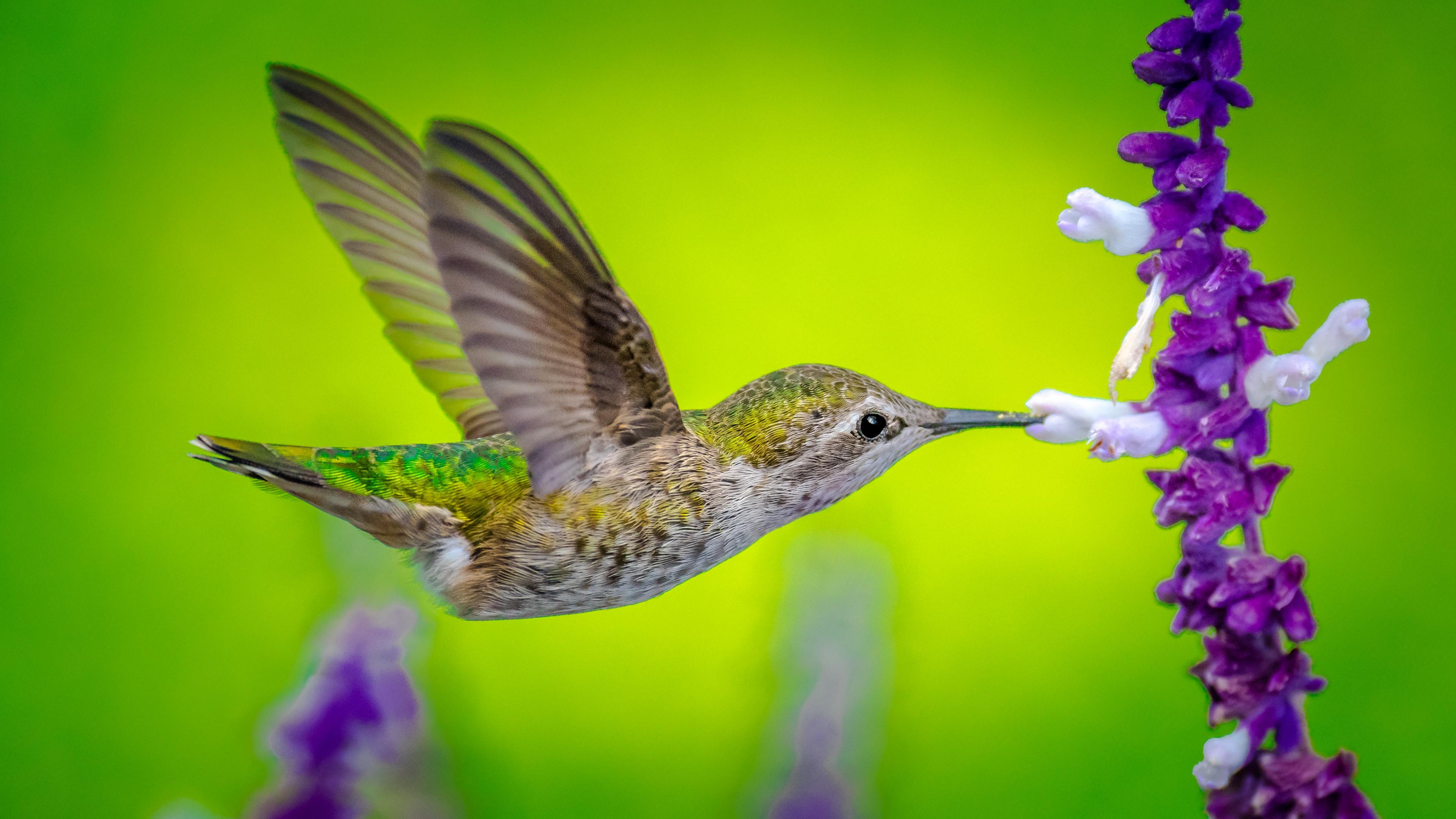 4K Hummingbird Wallpapers - Top Free 4K Hummingbird Backgrounds