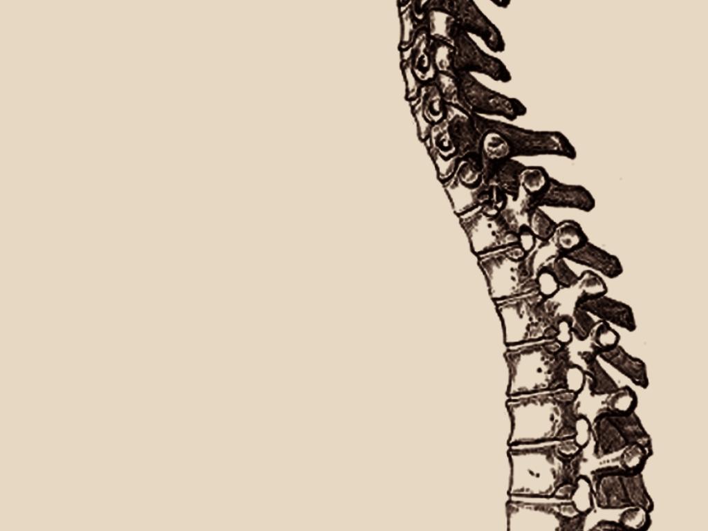 1024x768 Free download Anatomical Spine Wallpaper 1024x768 Anatomical Spine Apparently [1024x768] for your Desktop, Mobile & Tablet. Explore Anatomy Wallpaper. Human Anatomy Wallpaper, Grey S Anatomy Wallpaper, Grey Wallpaper HD