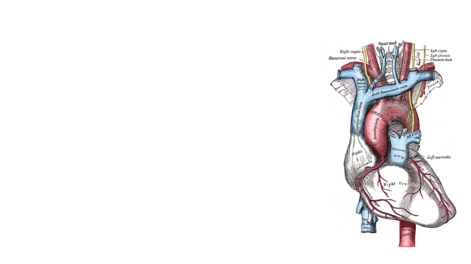 1920x1080 infographics simple background #medicine #science #heart P #wallpaper #hdwallpaper #desktop. Medical wallpaper, Cute desktop wallpaper, Macbook wallpaper
