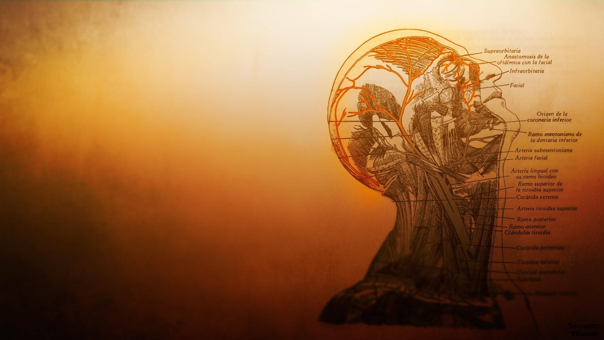 1920x1080 temple, sunlight, simple background, morning, orange background, anatomy, medicine, Grays Anatomy book, ART, light. Mocah HD Wallpaper