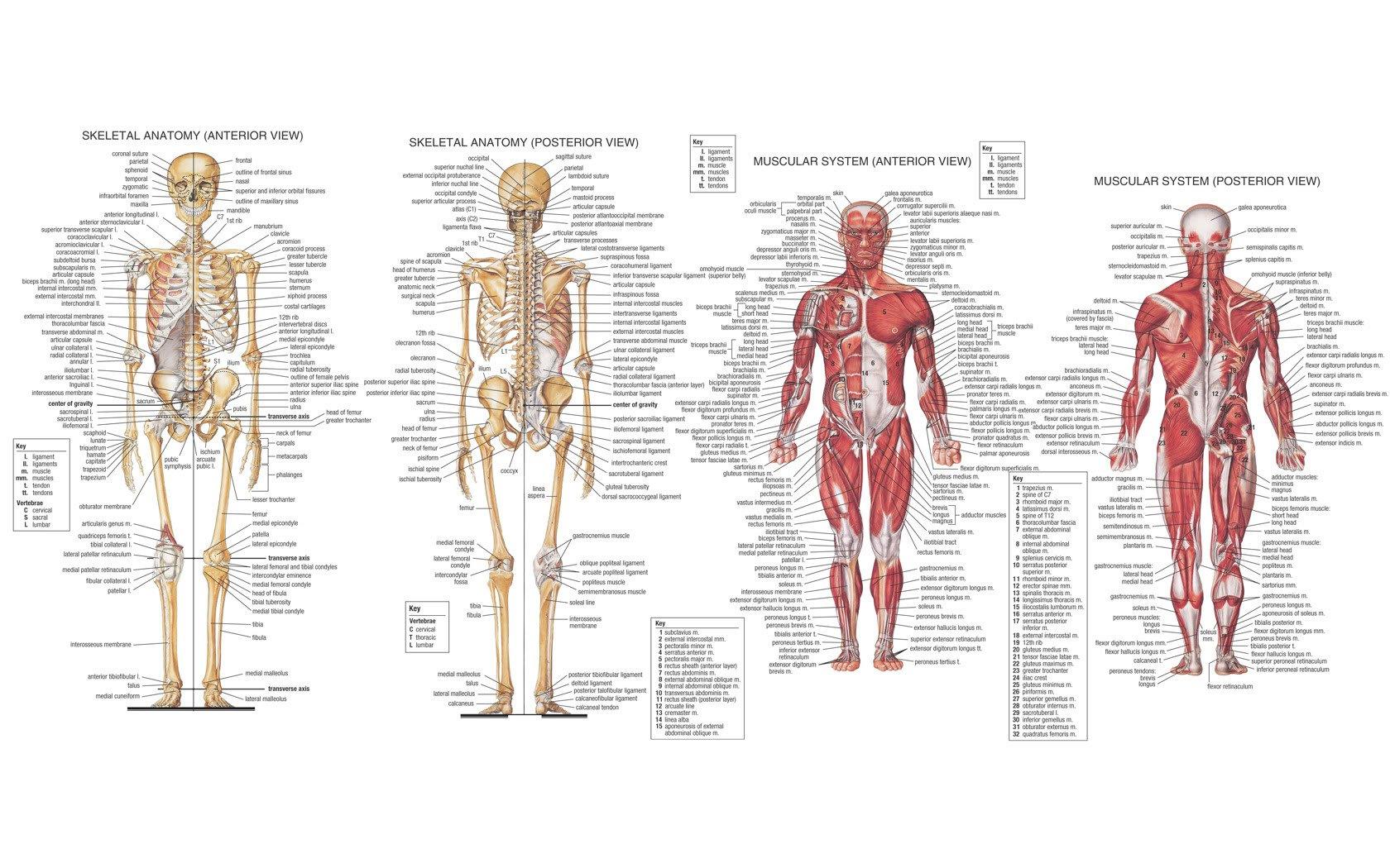 1680x1050 Artistic Anatomy HD Wallpaper and Background