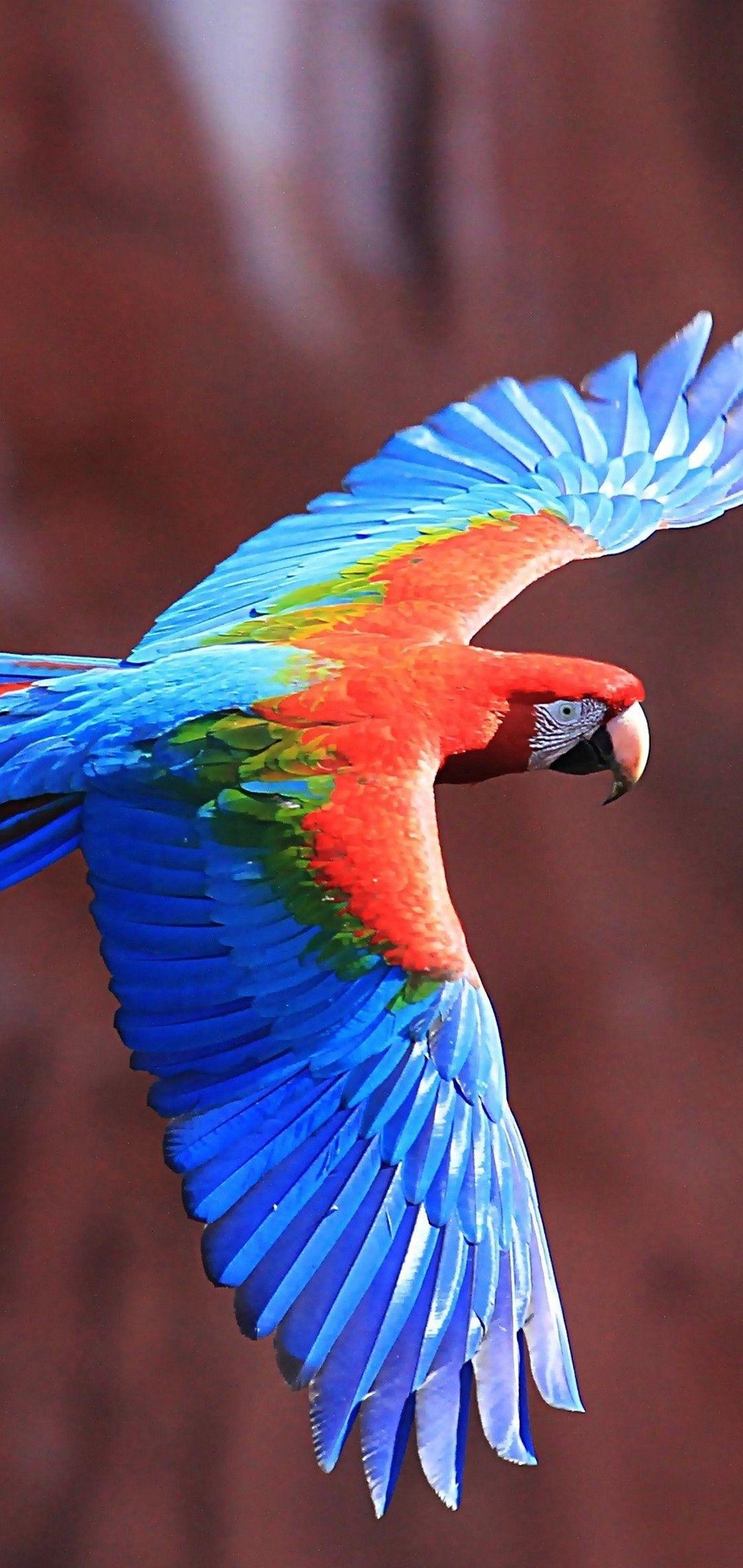 Blue Macaw Wallpapers Top Free Blue Macaw Backgrounds WallpaperAccess