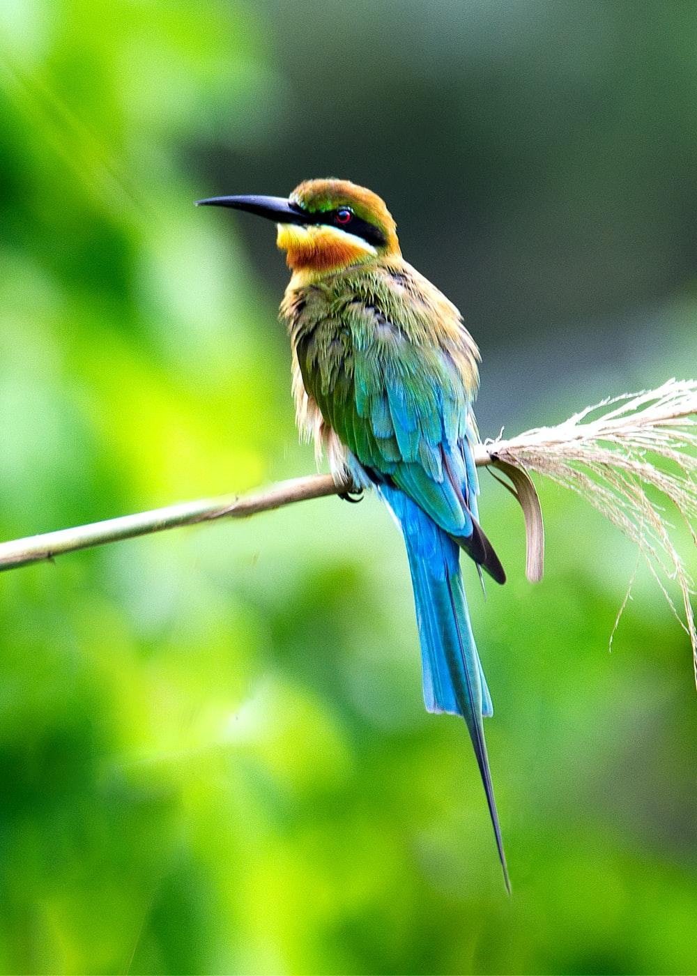 1000x1400 Colorful Bird Picture [HD]. Download Free Image