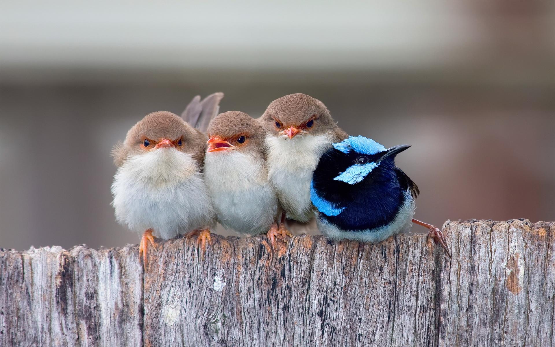 1920x1200 One male Superb fairywren with three females HD Wallpaper
