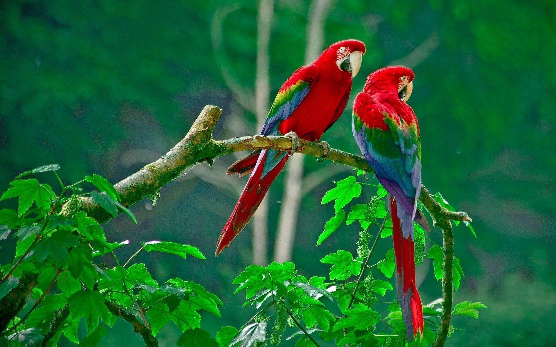 1920x1200 Red Love Birds Wallpaper
