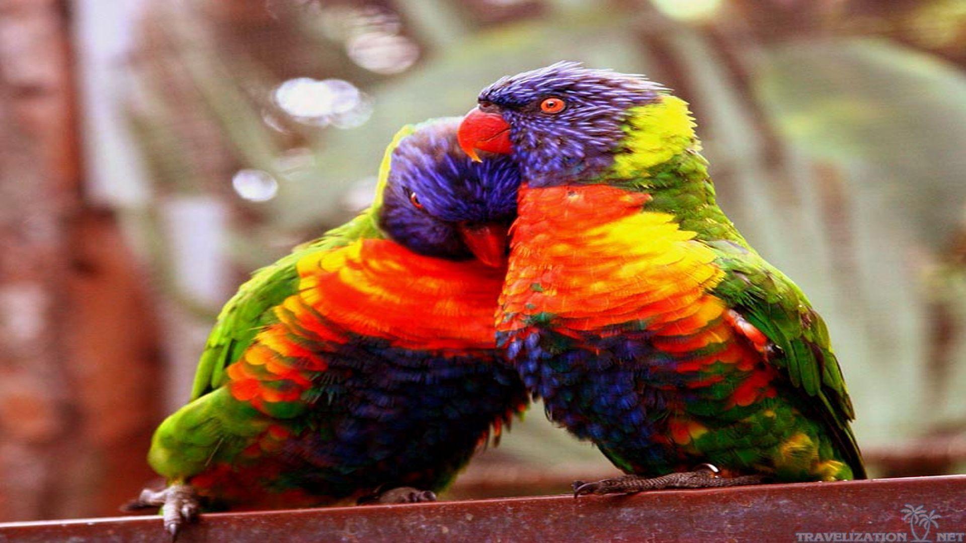 1920x1080 Love Birds Wallpaper For Mobile