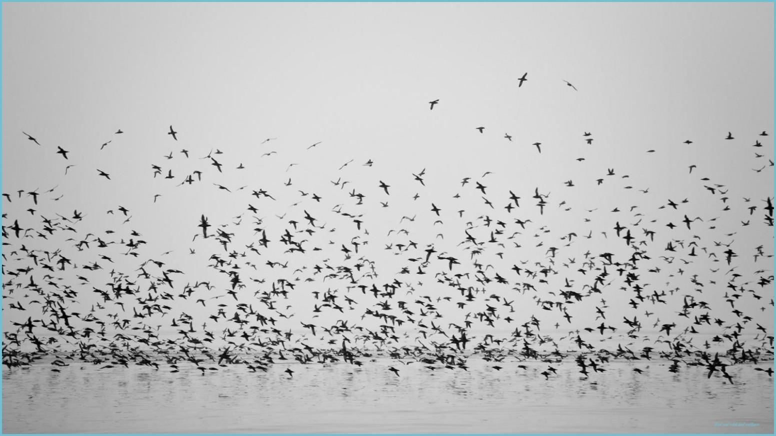 1552x873 Black And White Birds, Bird Wallpaper, HD Cool Wallpaper And White Bird Wallpaper