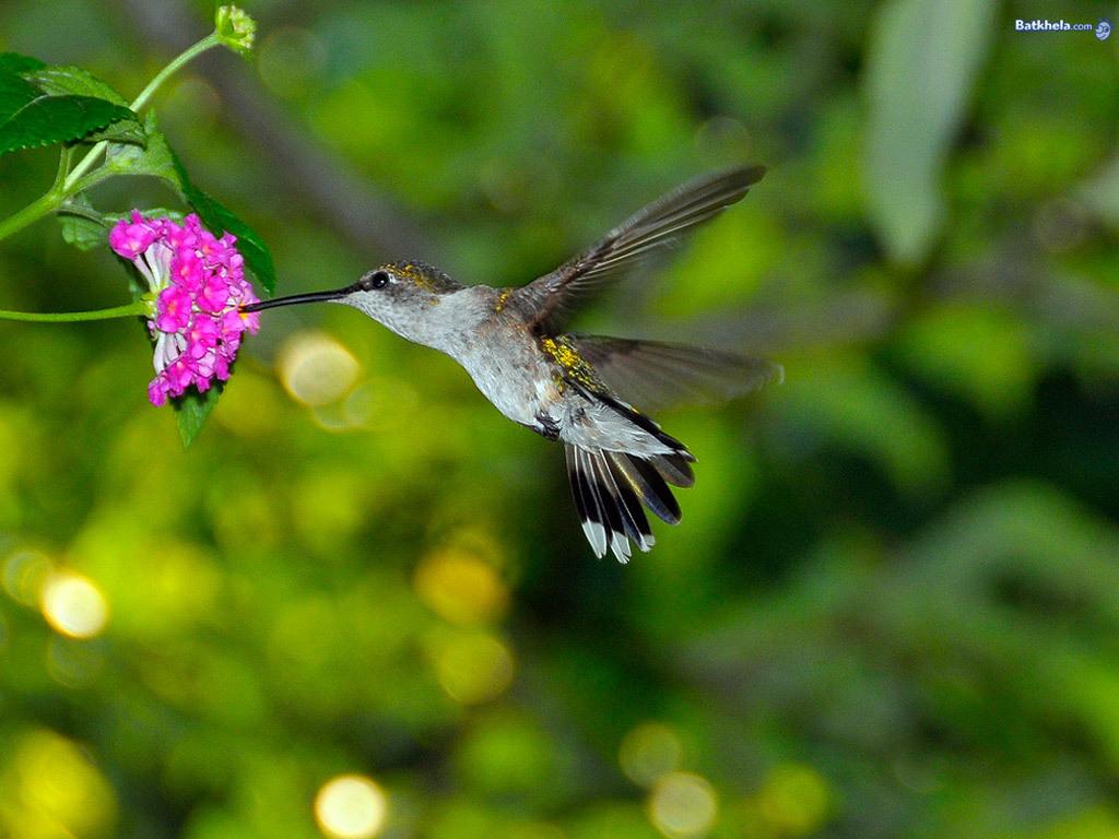1024x768 Beautiful Birds Wallpaper For Desktop Free Download Of Cool Birds bird wallpaper. Angry birds wallpaper. tweety bird wallpaper
