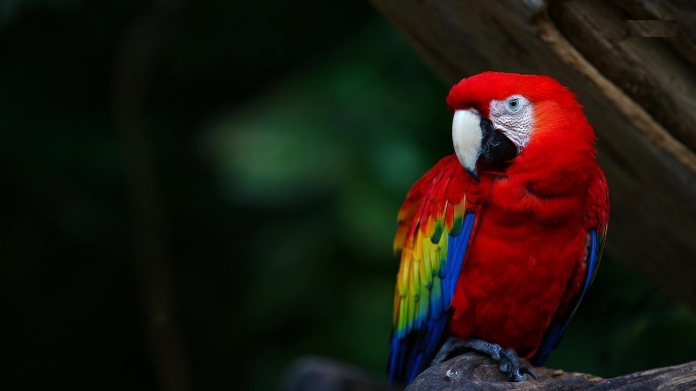 1366x768 Scarlet Macaw Birds Wallpaper. Scarlet Macaw Picture. Cool