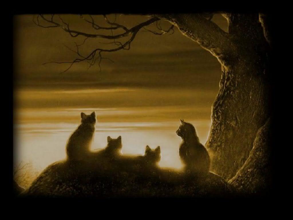 1024x768 Warrior Cats Desktop Background 49878.com. Warrior cats wallpaper, Warrior cat, Warrior image