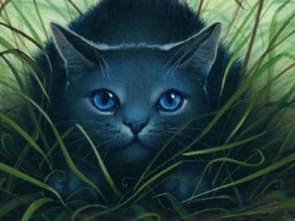 1024x768 Wallpaper BlueStar CATS Photo