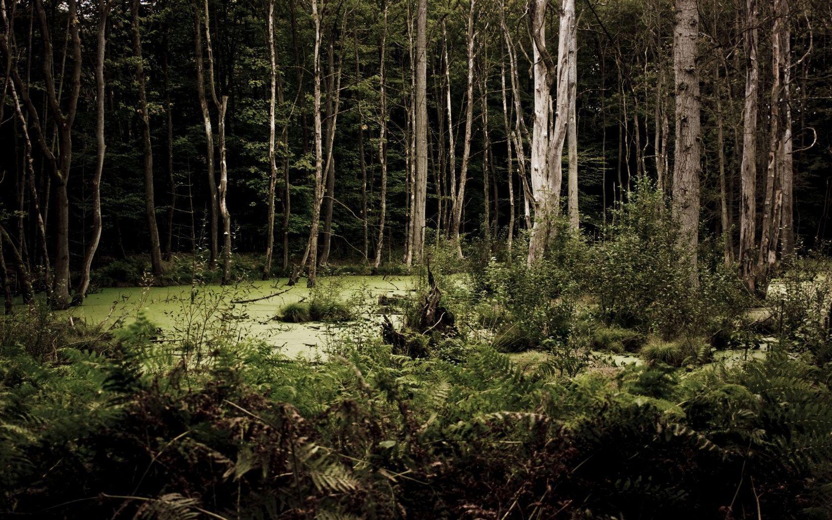 1680x1050 Woods Desktop Wallpaper