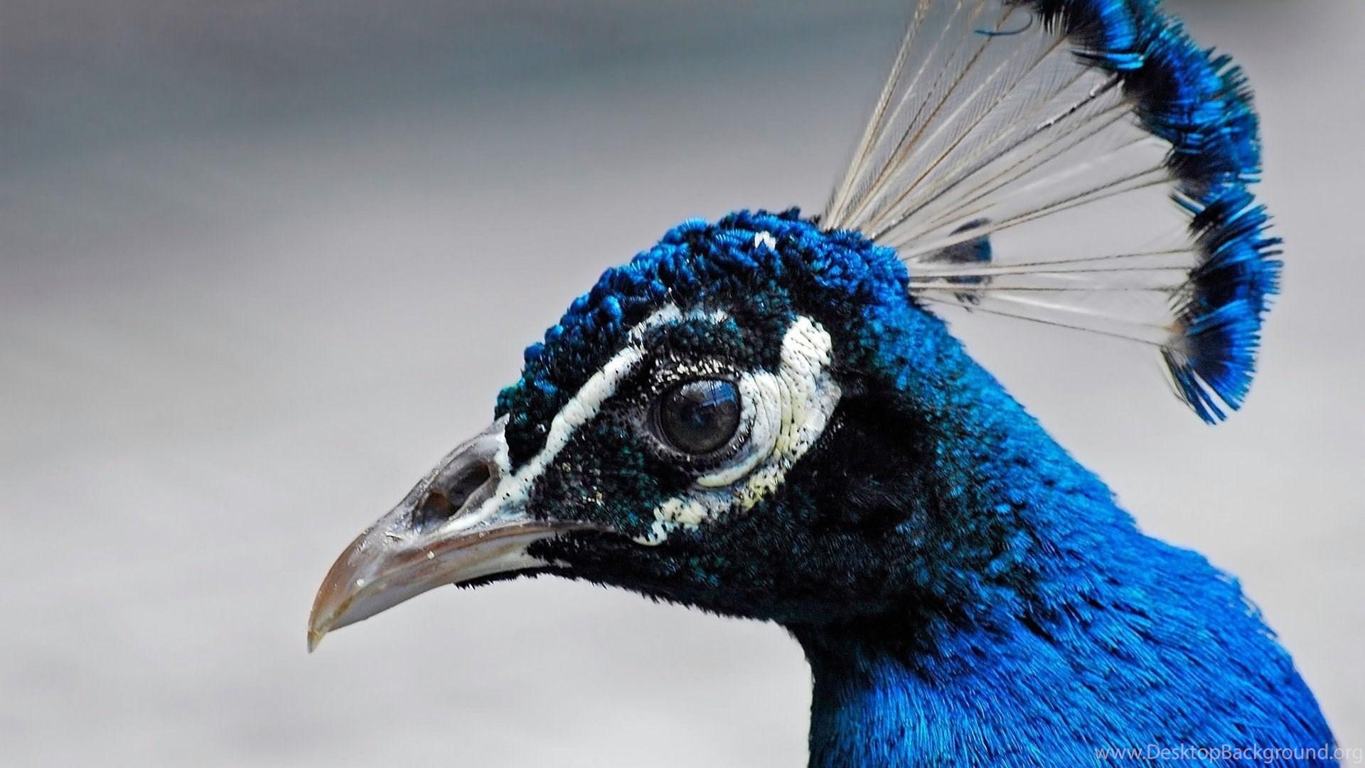 1920x1080 Indian Peacock Face Closeup Computer Desktop Wallpaper Free. Desktop Background