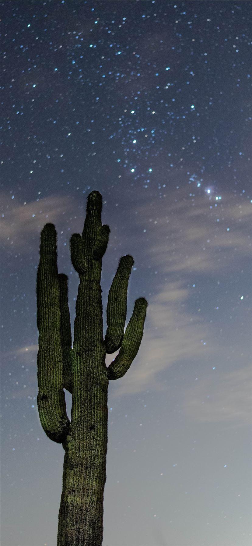 828x1792 low angle photography of green cactus iPhone X Wallpaper Free Download