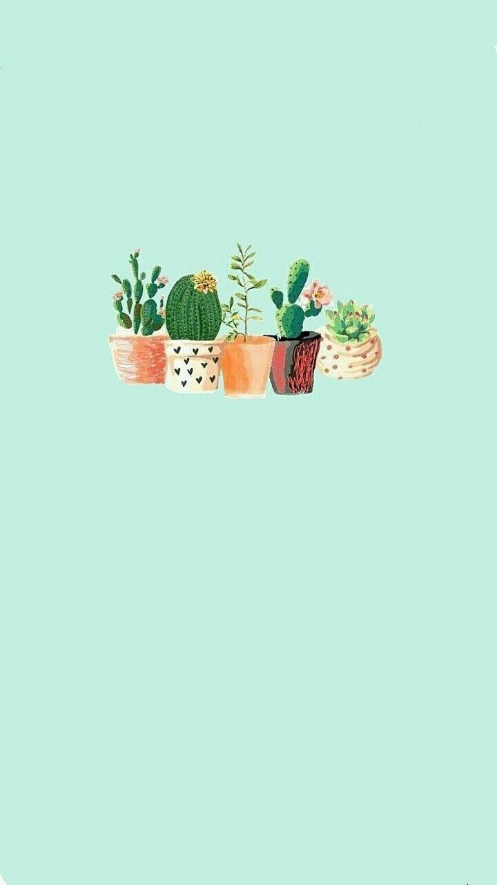 Green Cactus Wallpapers - Top Free Green Cactus Backgrounds ...