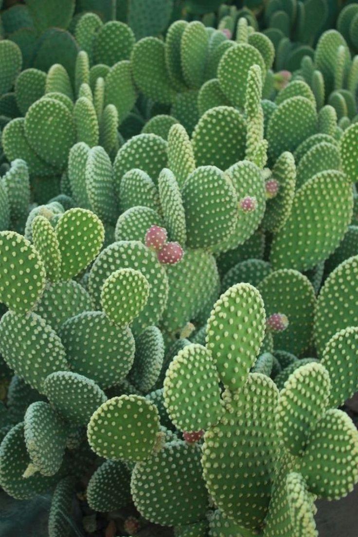 736x1103 Background Cactus Wallpaper