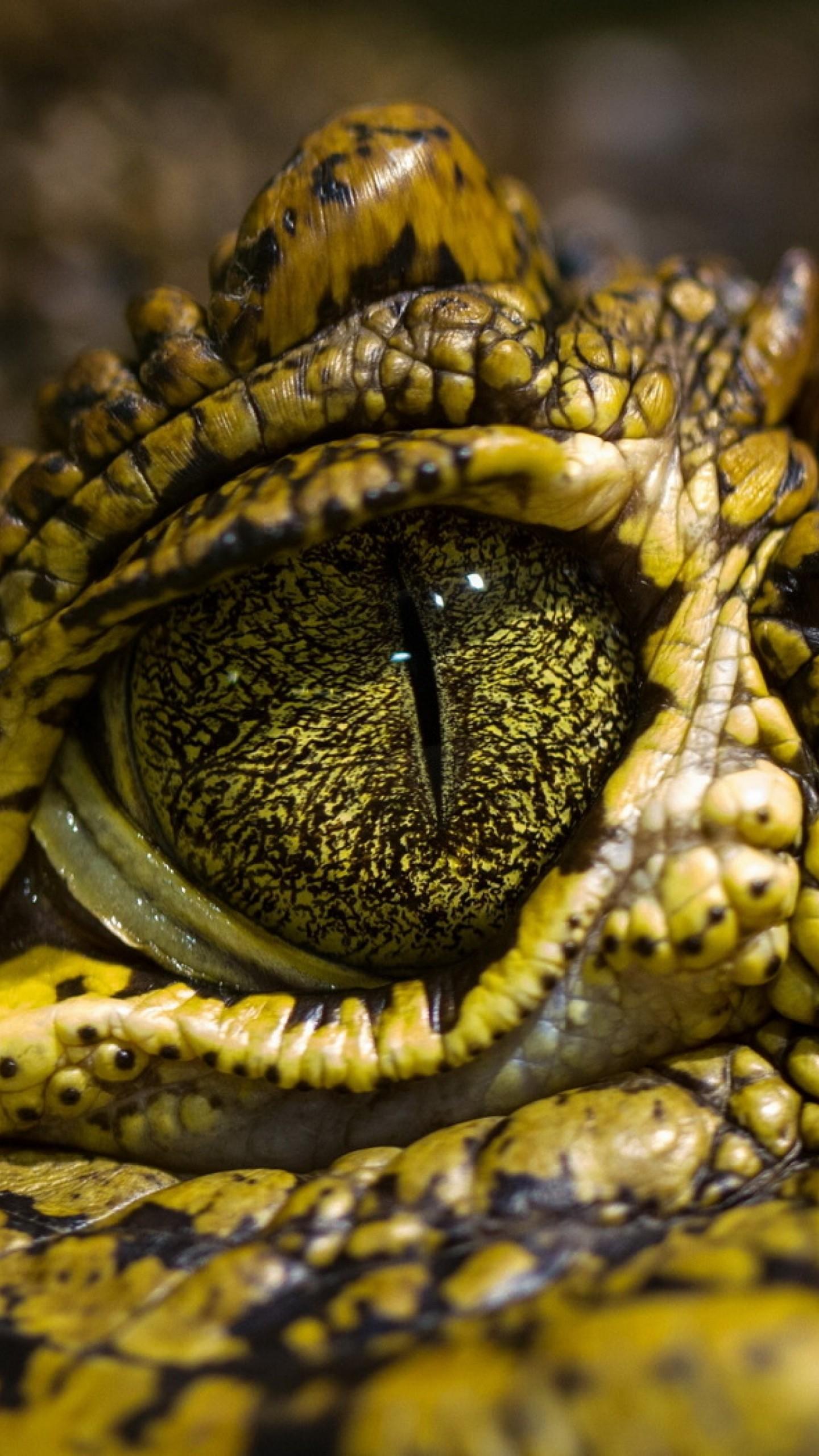 1440x2560 Wallpaper eye crocodile, wild eyes, reptilies, Animals
