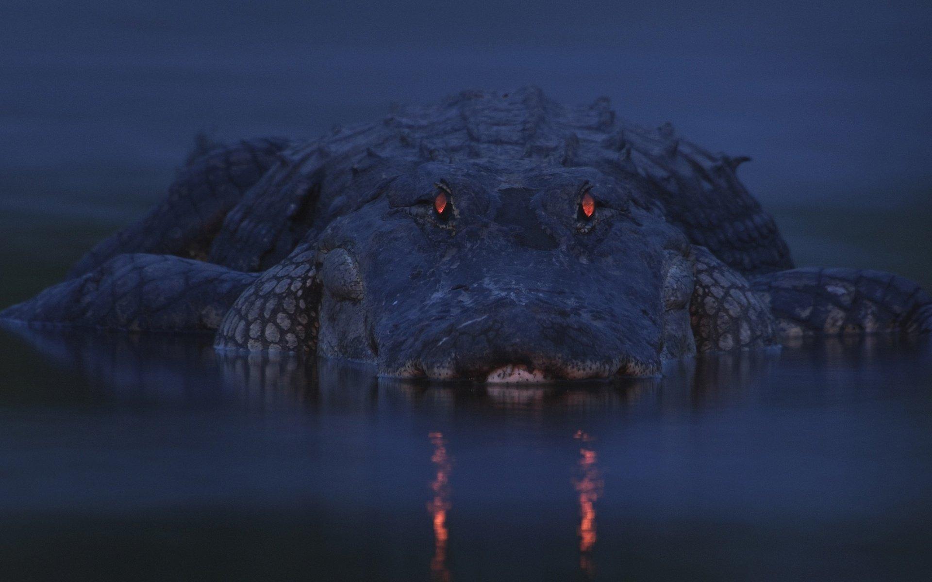 1920x1200 River twilight mickey crocodile alligator eyes wallpaperx1200