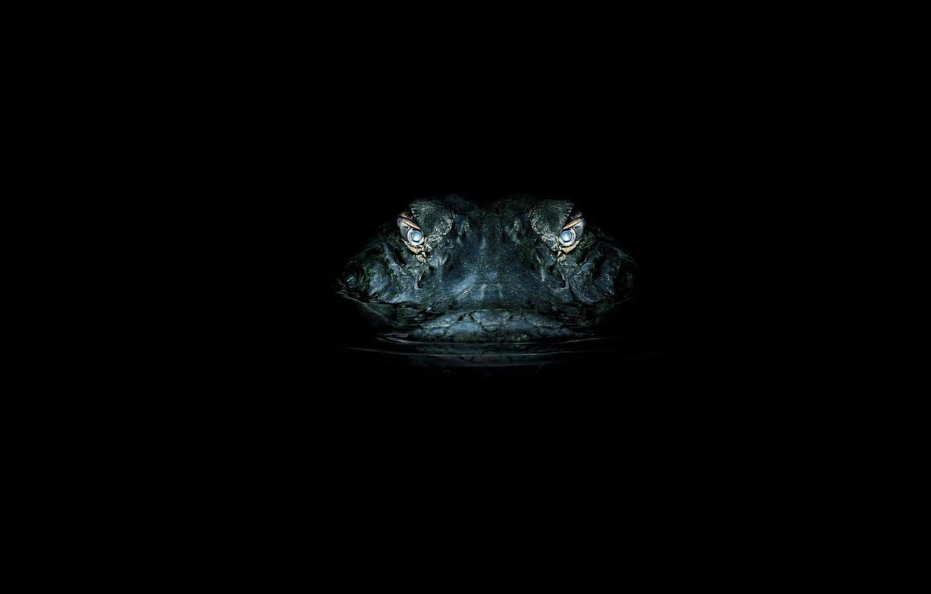 1332x850 Wallpaper eyes, night, crocodile, hunting image for desktop, section минимализм