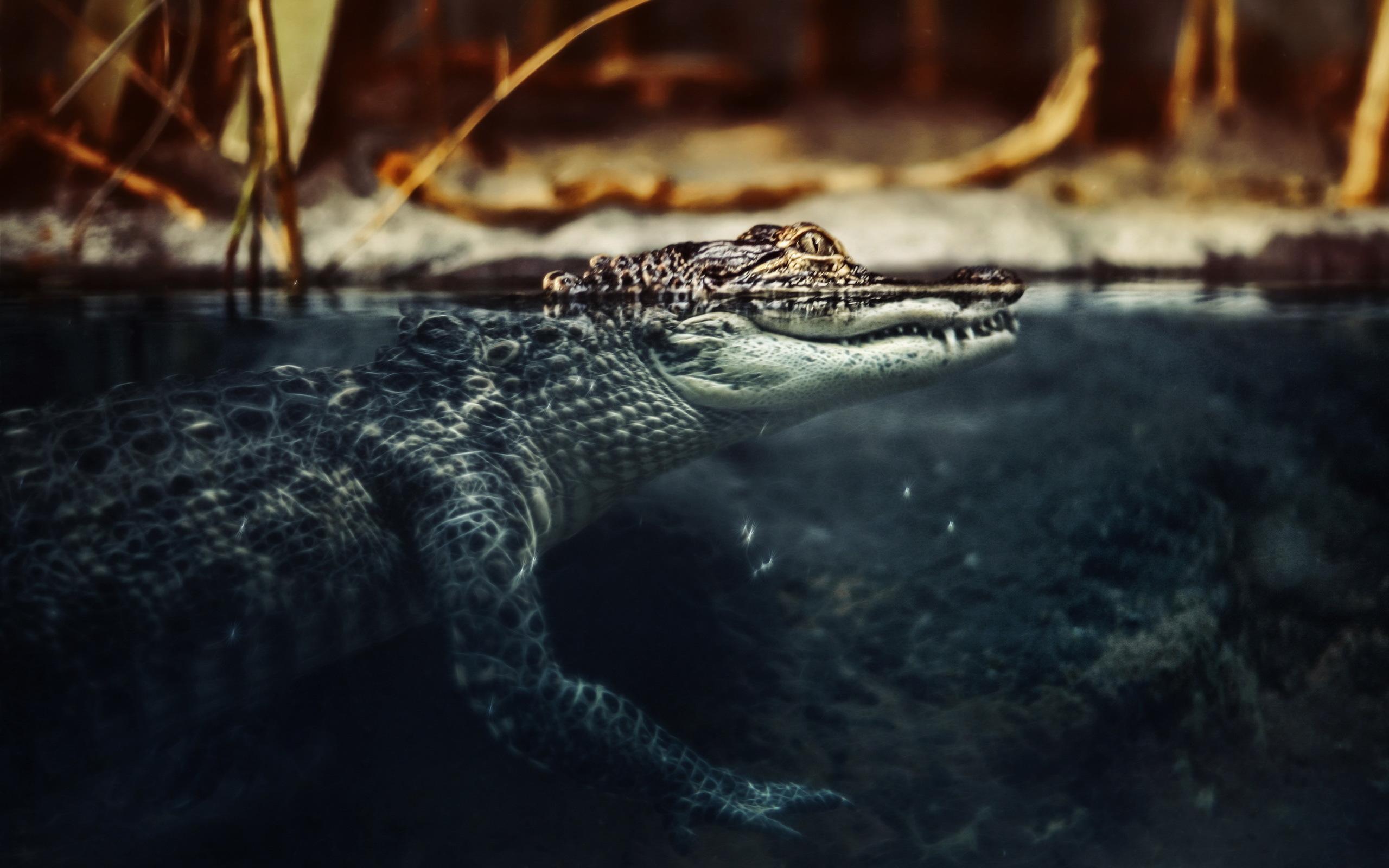 2560x1600 Crocodile HD Wallpaper