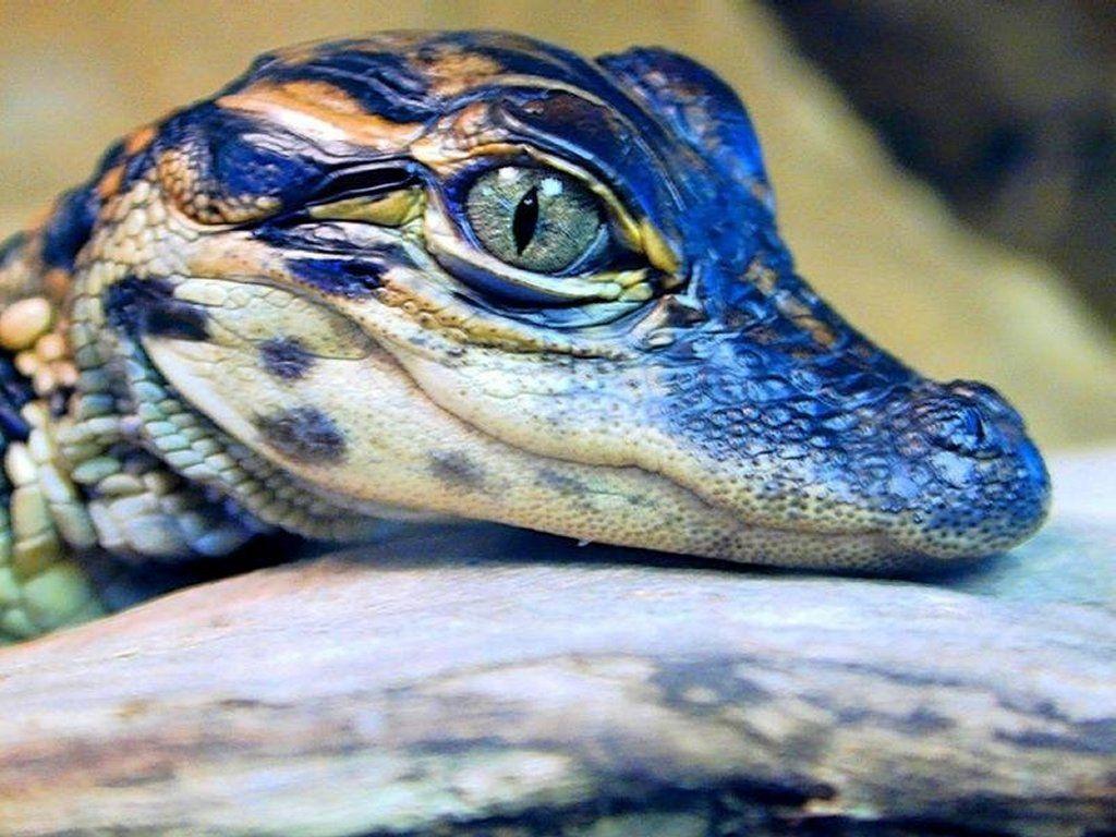 1024x768 My Free Wallpaper Wallpaper : Crocodile Eye. Crocodile eye, Crocodile picture, Baby crocodile