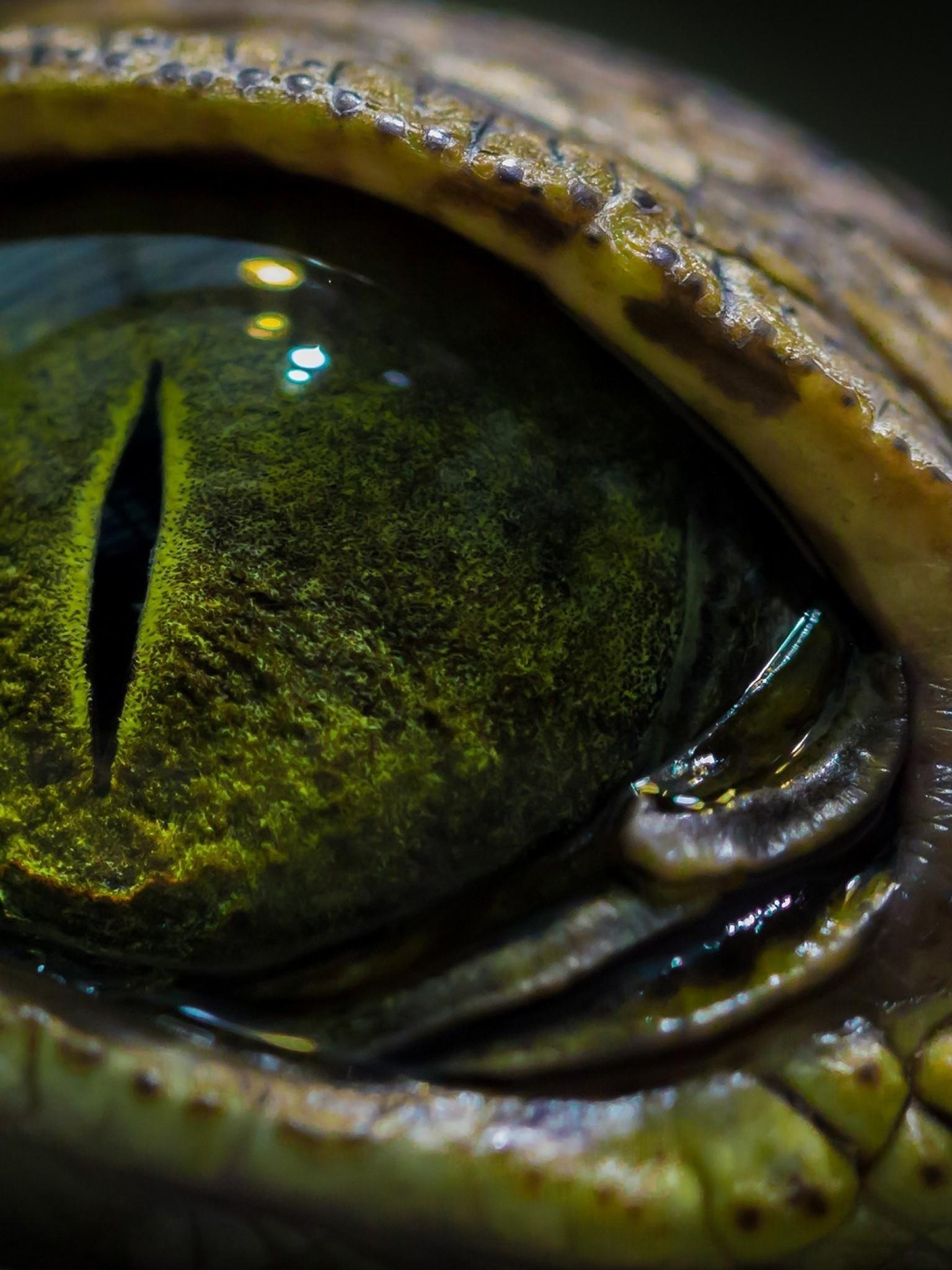 1536x2048 Download 1536x2048 Crocodile Eye, Close Up, Shiny, Reptile Wallpaper For Apple IPad Mini, Apple IPad 4