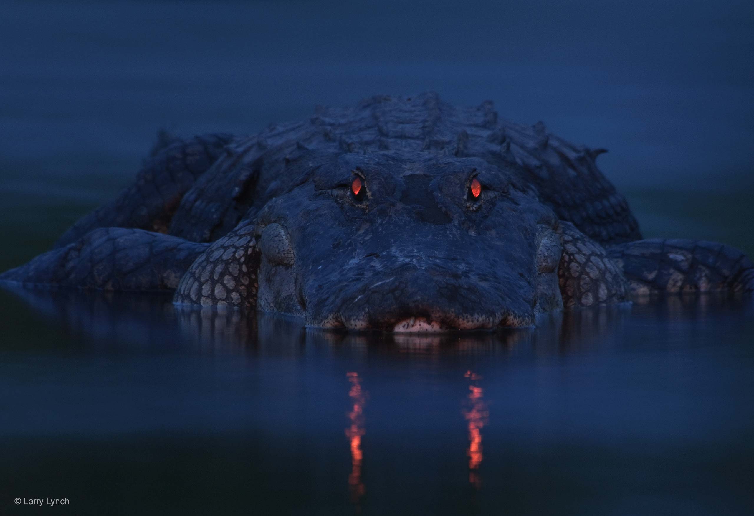 2560x1751 Warning night light. Wildlife Photographer of the Year. Natural History Museum