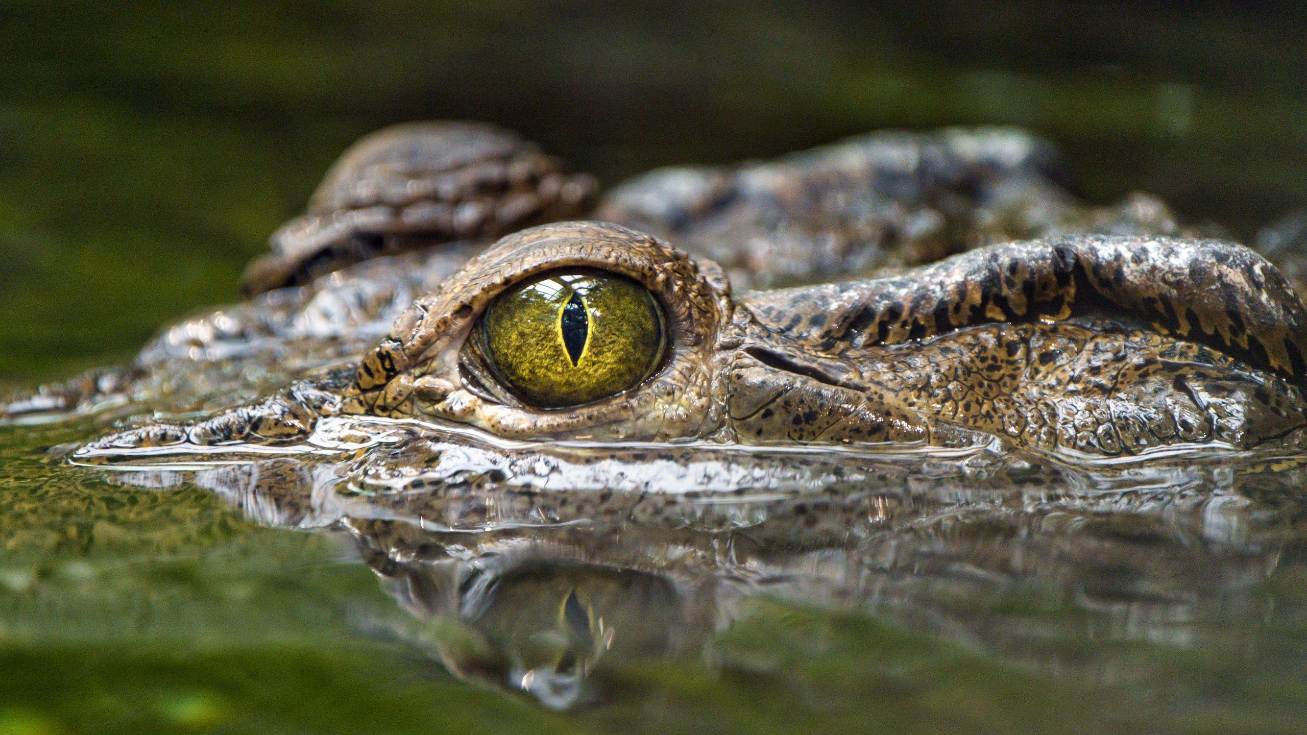 2560x1440 Download wallpaper 2560x1440 crocodile, eye, predator, reptiles, water widescreen 16:9 HD background
