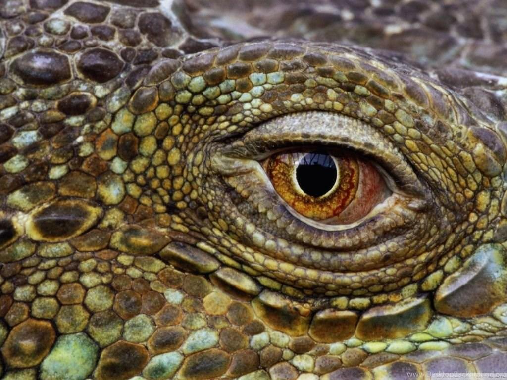 1024x768 Crocodile Eye HD Desktop Wallpaper : Widescreen : High Definition. Desktop Background