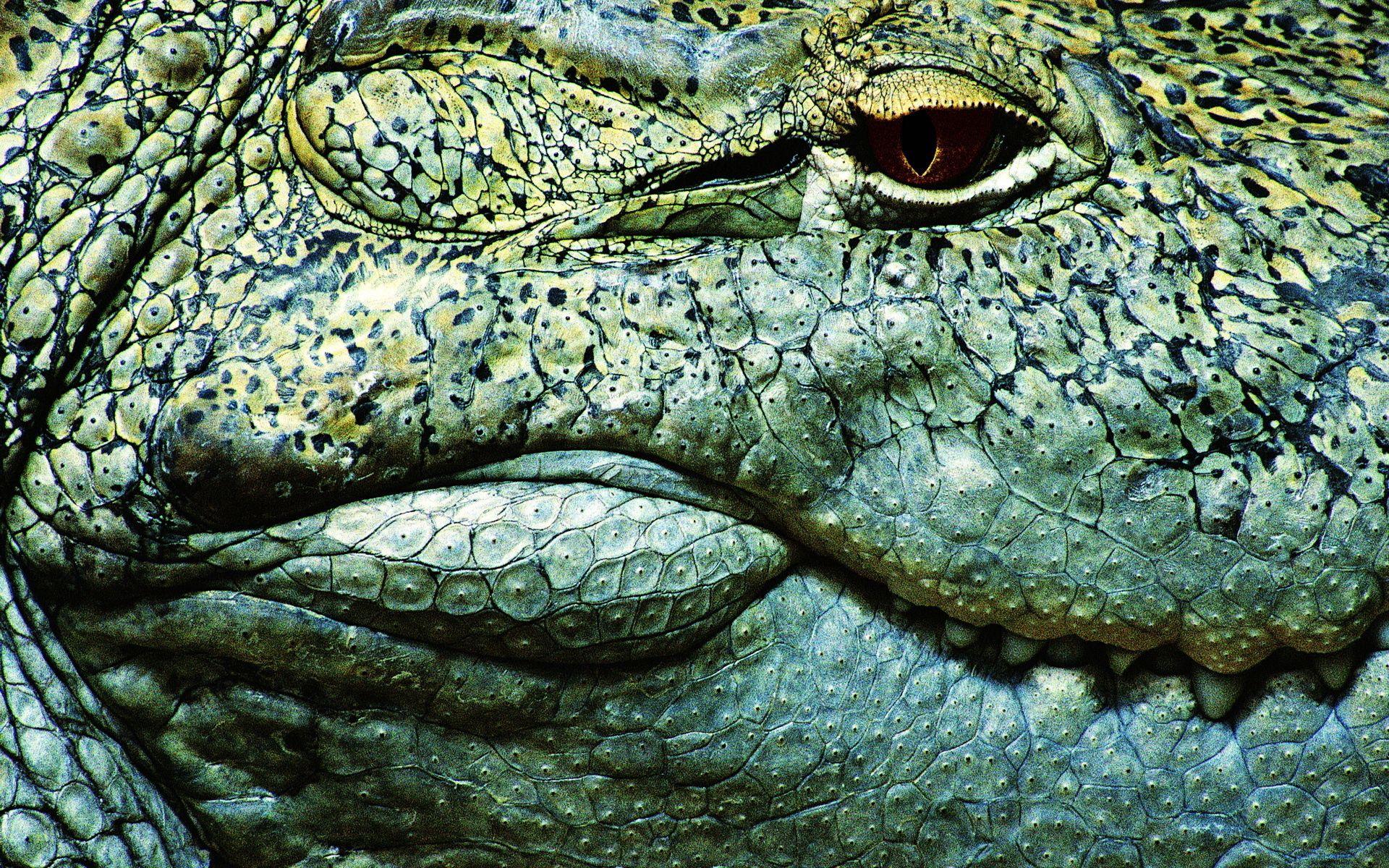 1920x1200 Download wallpaper 1920x1200 teeth, crocodile, eye HD background