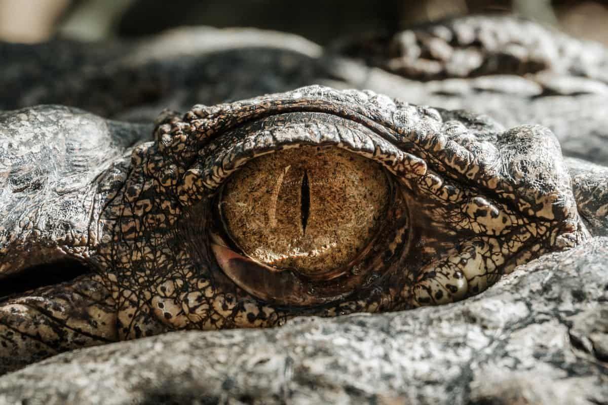 1200x800 Crocodile Eye