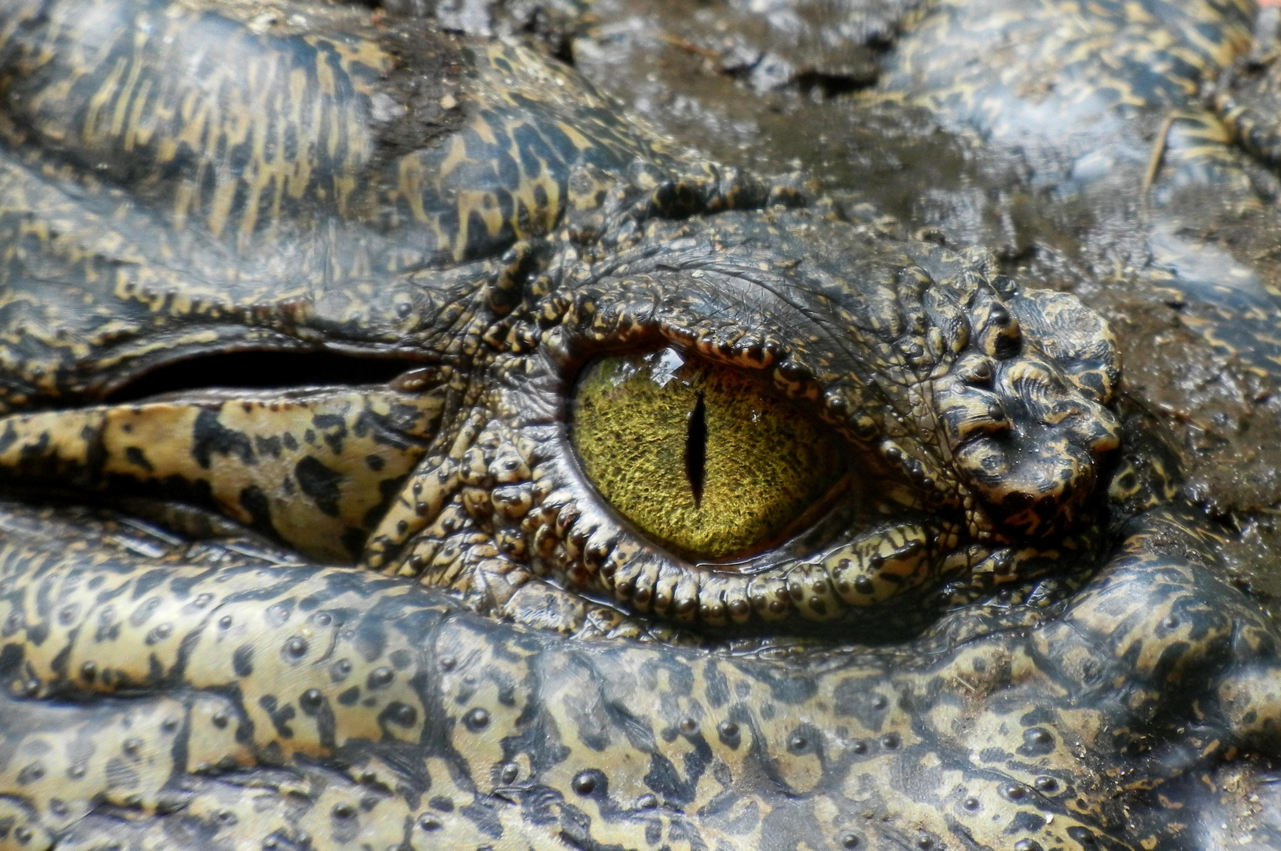 4288x2848 Green Eyed Reptile · Free