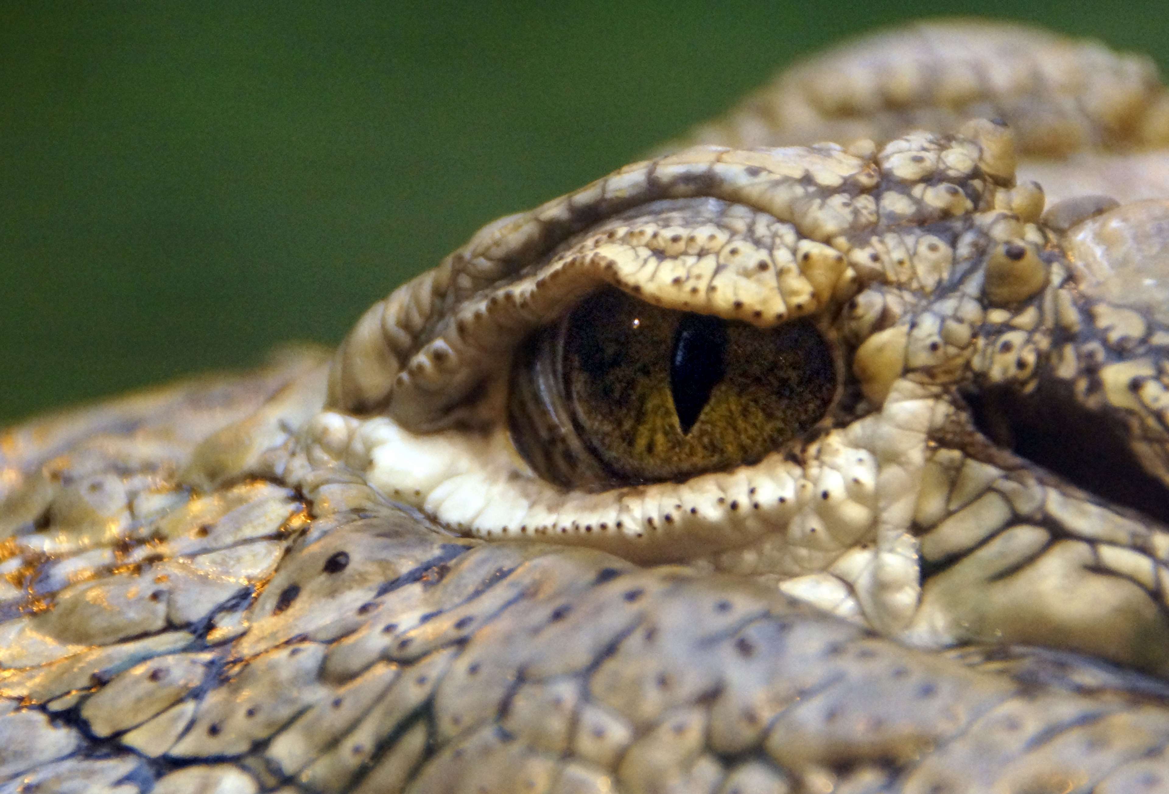 3840x2610 crocodile eye HD wallpaper, Background