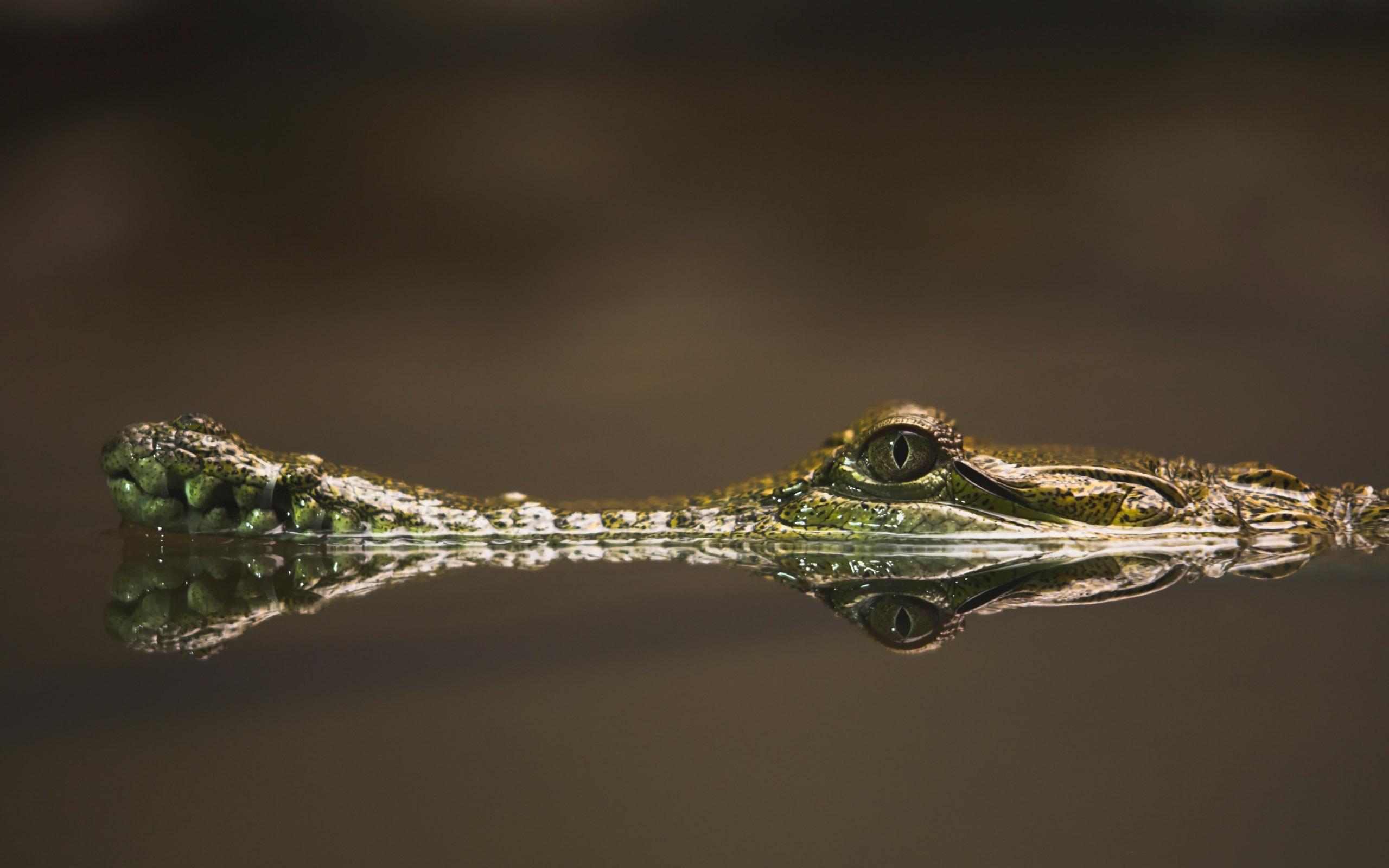 2560x1600 Best Crocodile Mac Wallpaper Free HD Download