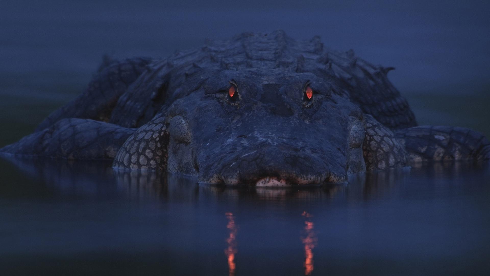 1920x1080 alligator HD wallpaper, background
